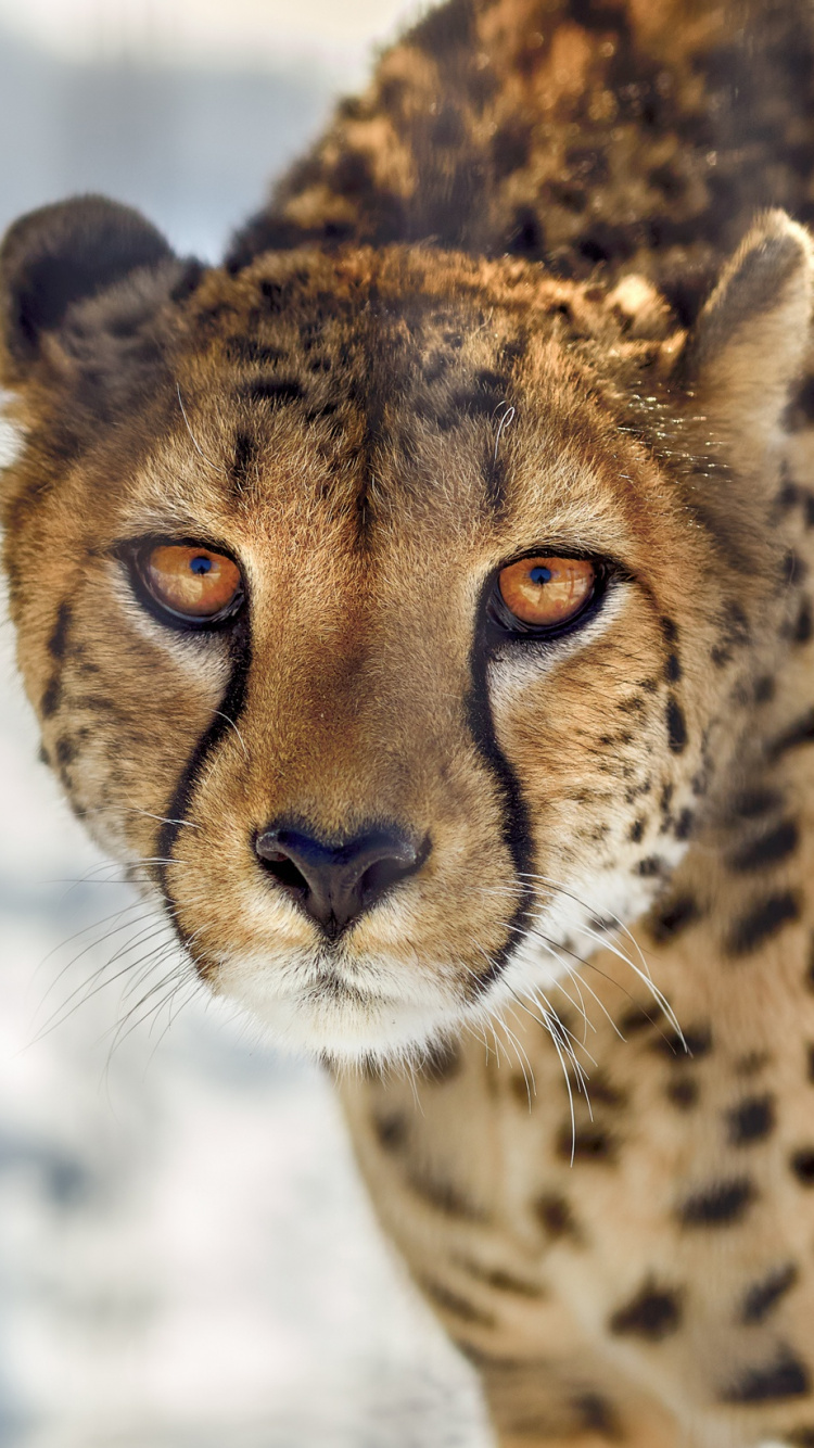 猎豹, 陆地动物, 野生动物, 猫科, 胡须 壁纸 750x1334 允许