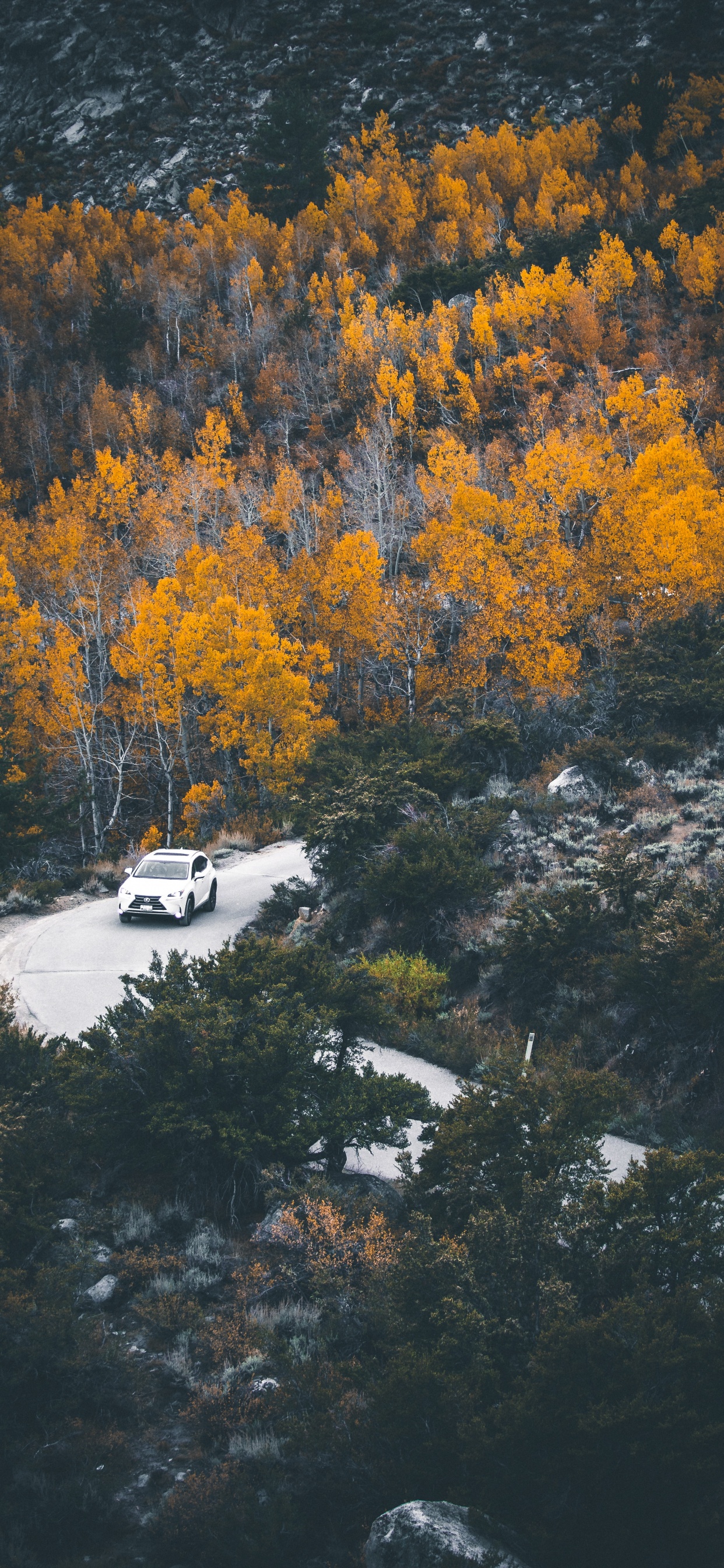 Réflexion, Nature, Feuille, Eau, Jaune. Wallpaper in 1242x2688 Resolution