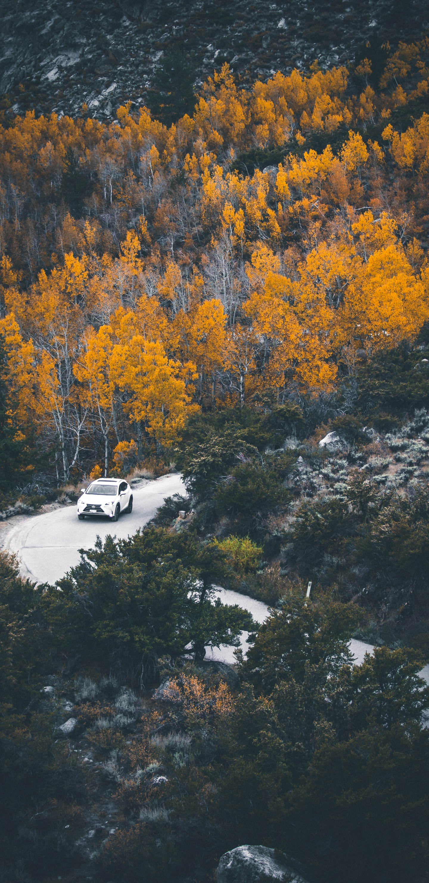 Réflexion, Nature, Feuille, Eau, Jaune. Wallpaper in 1440x2960 Resolution
