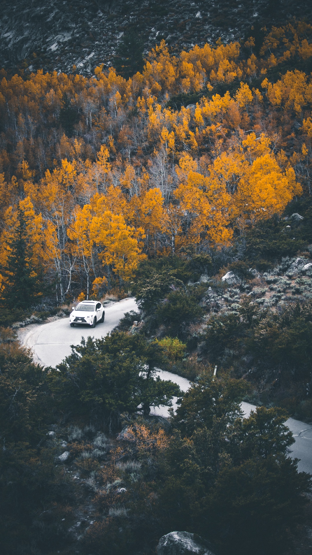 Reflexion, Baum, Natur, Blatt, Wasser. Wallpaper in 1080x1920 Resolution