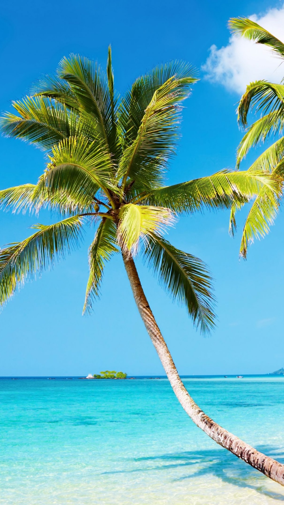 Coconut Tree on Beach During Daytime. Wallpaper in 1080x1920 Resolution