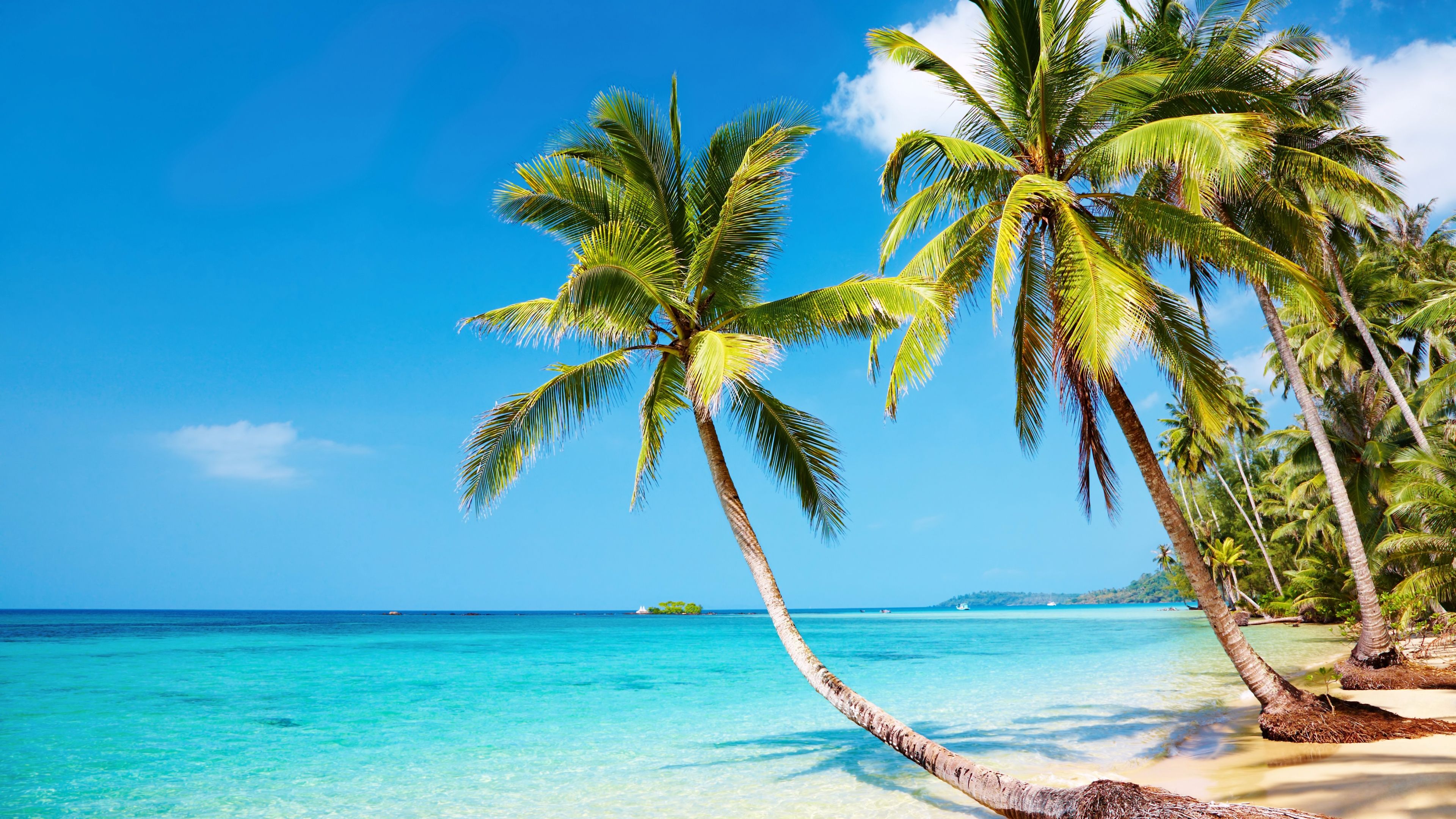 Coconut Tree on Beach During Daytime. Wallpaper in 3840x2160 Resolution