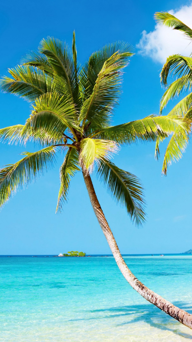 Coconut Tree on Beach During Daytime. Wallpaper in 750x1334 Resolution