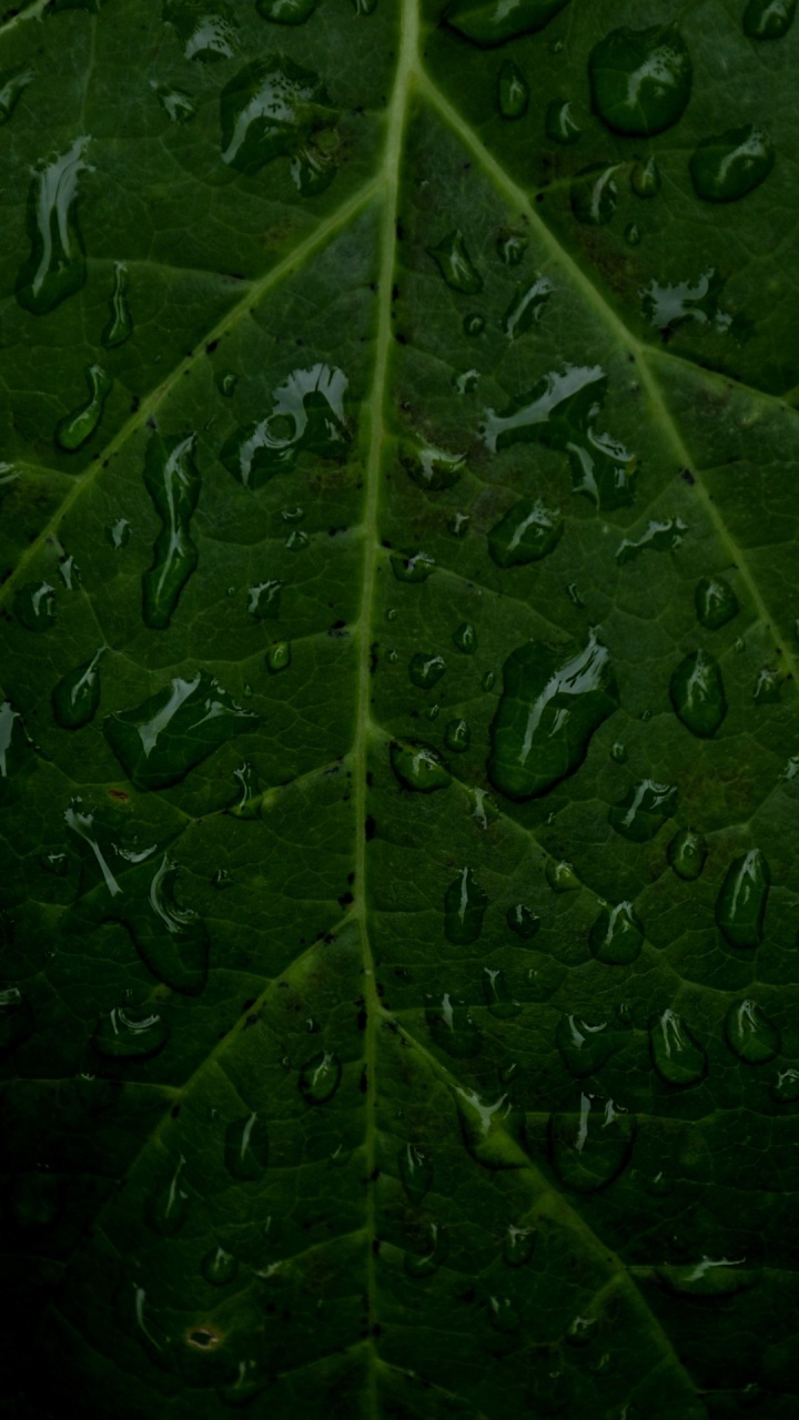 Feuille, Tige de la Plante, Eau, Nature, Botanique. Wallpaper in 720x1280 Resolution