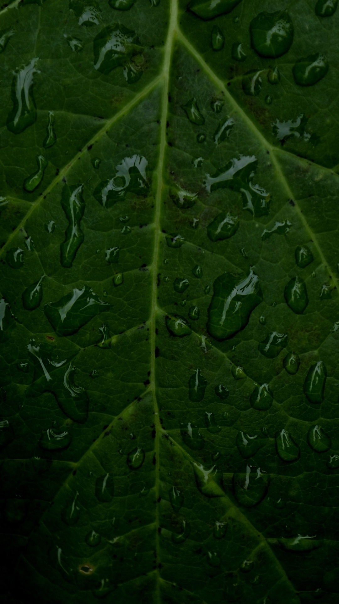 Tallo de la Planta, Agua, Naturaleza, la Botánica, Planta Terrestre. Wallpaper in 1080x1920 Resolution