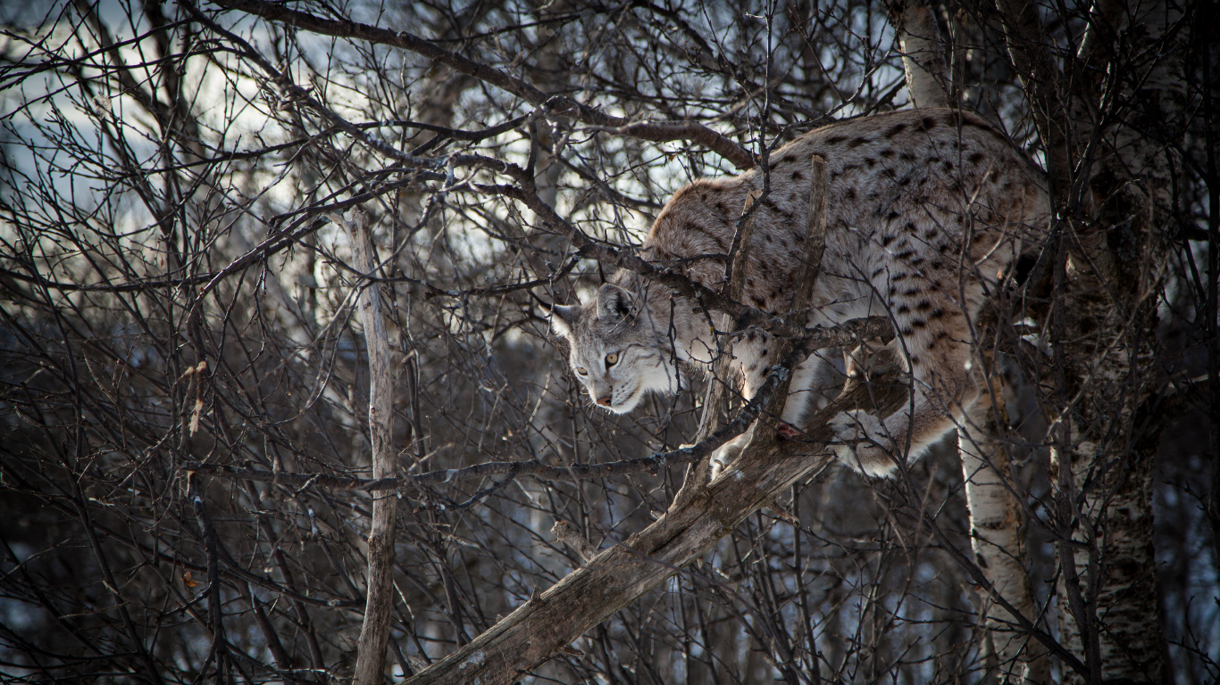 Brauner Und Schwarzer Leopard Auf Braunem Ast Tagsüber. Wallpaper in 1366x768 Resolution