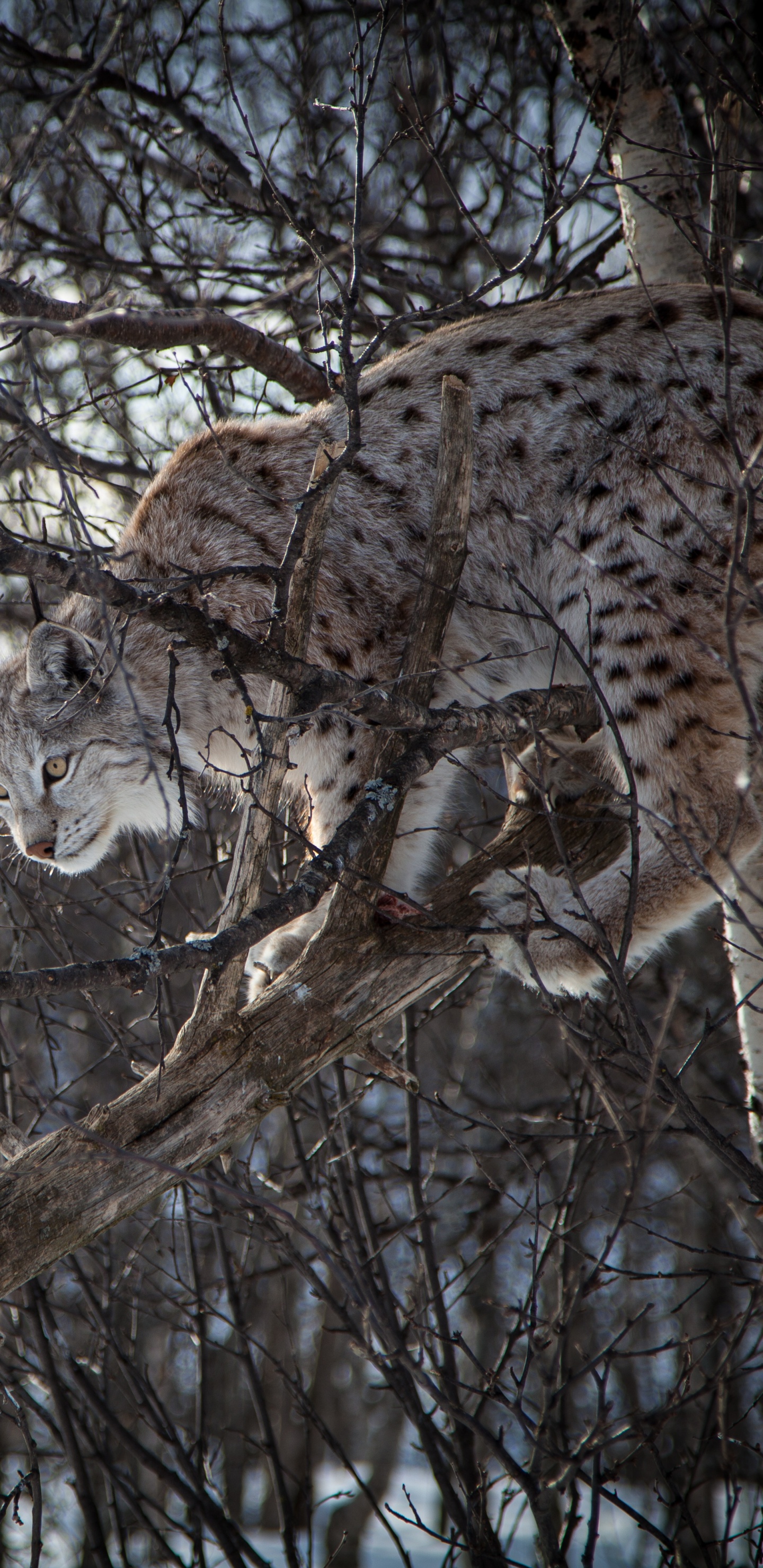 Brauner Und Schwarzer Leopard Auf Braunem Ast Tagsüber. Wallpaper in 1440x2960 Resolution