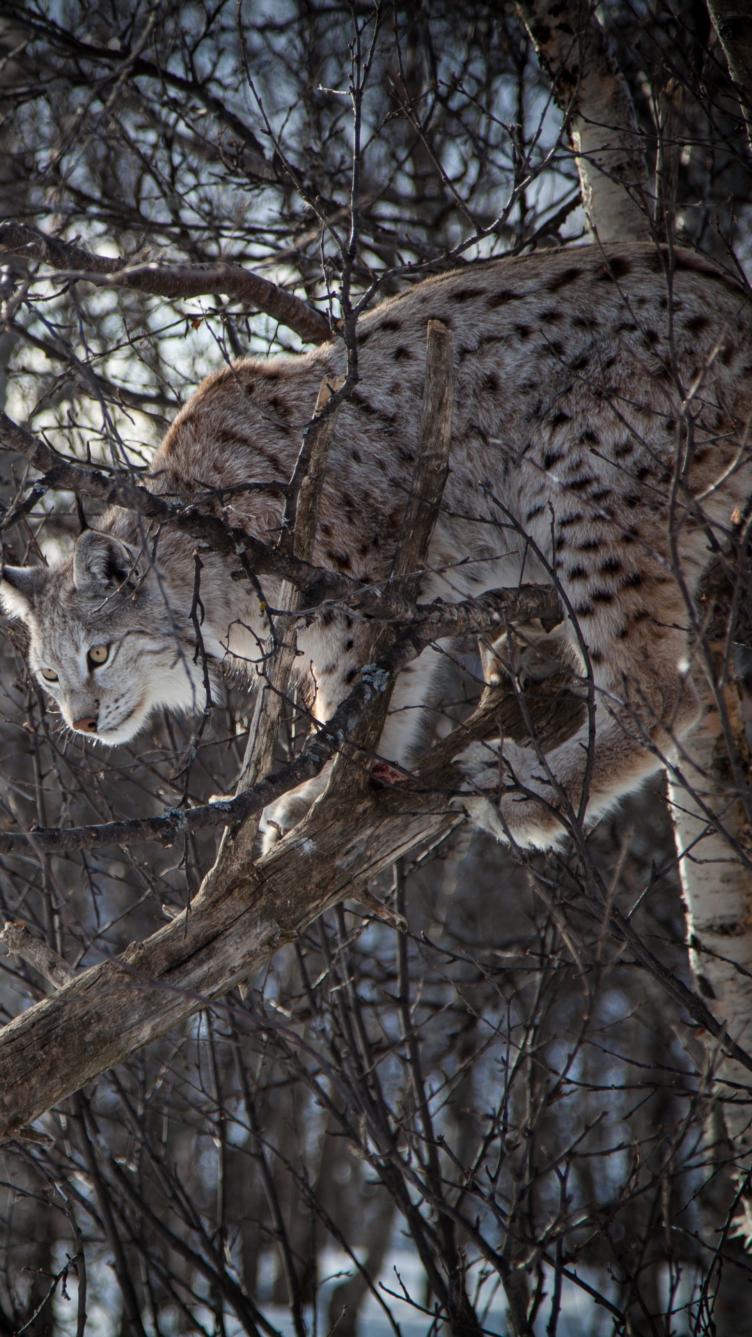 Brown and Black Leopard on Brown Tree Branch During Daytime. Wallpaper in 1080x1920 Resolution