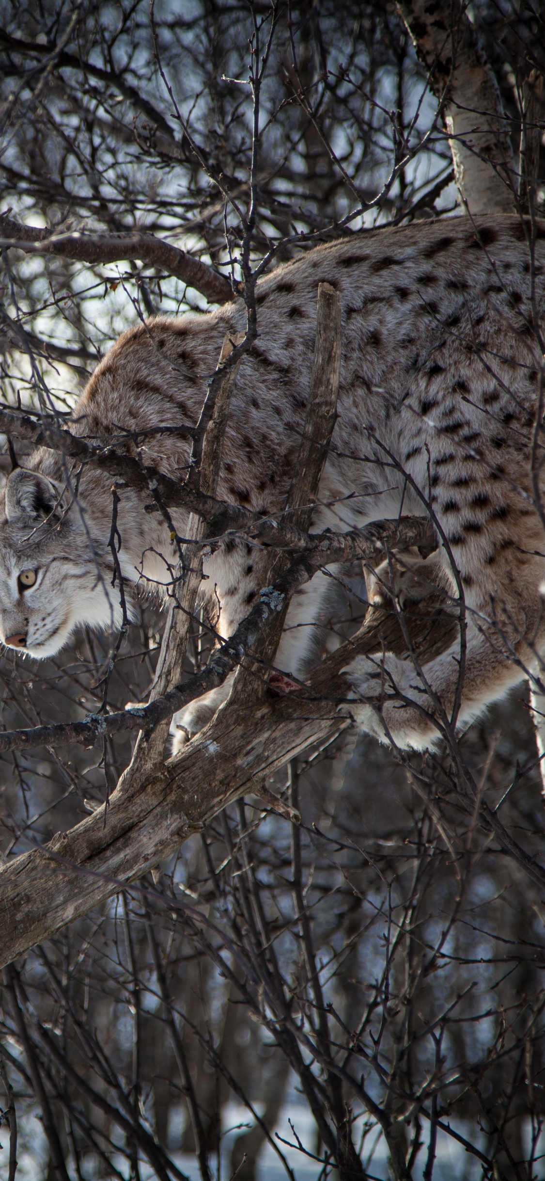 Brown and Black Leopard on Brown Tree Branch During Daytime. Wallpaper in 1125x2436 Resolution