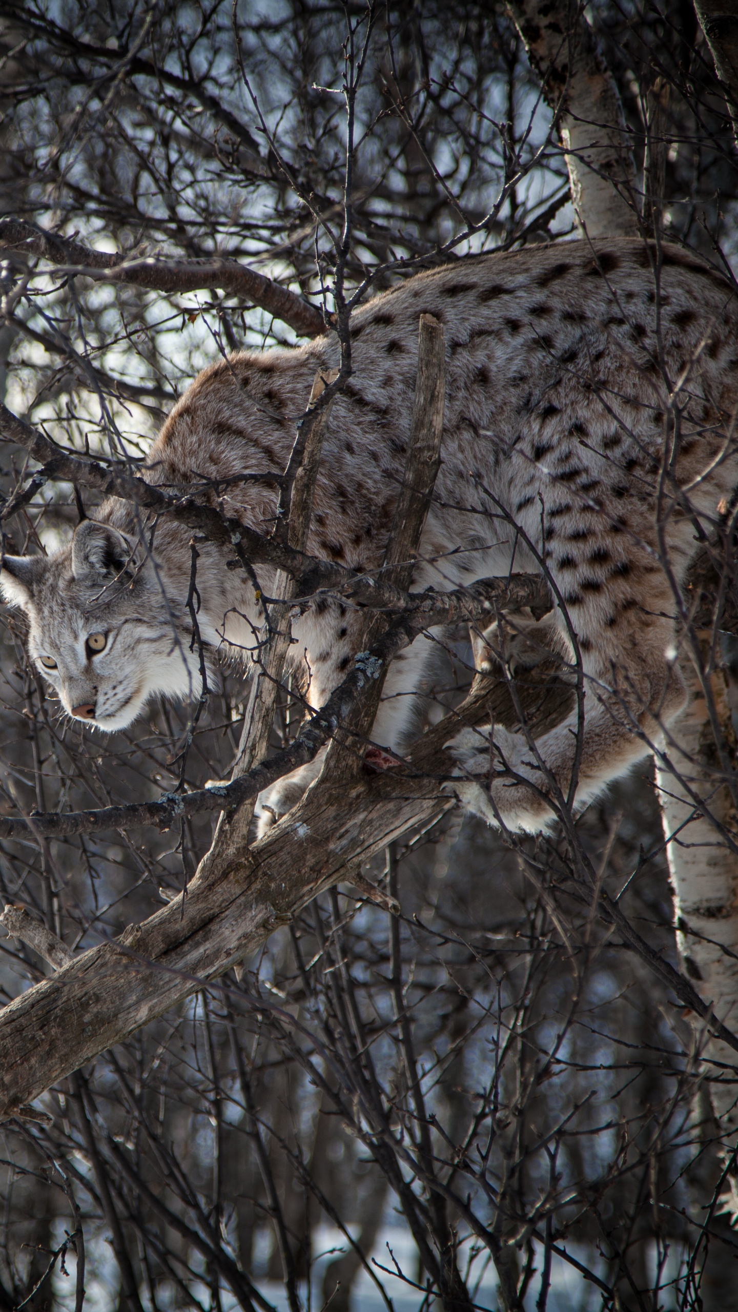 Brown and Black Leopard on Brown Tree Branch During Daytime. Wallpaper in 1440x2560 Resolution