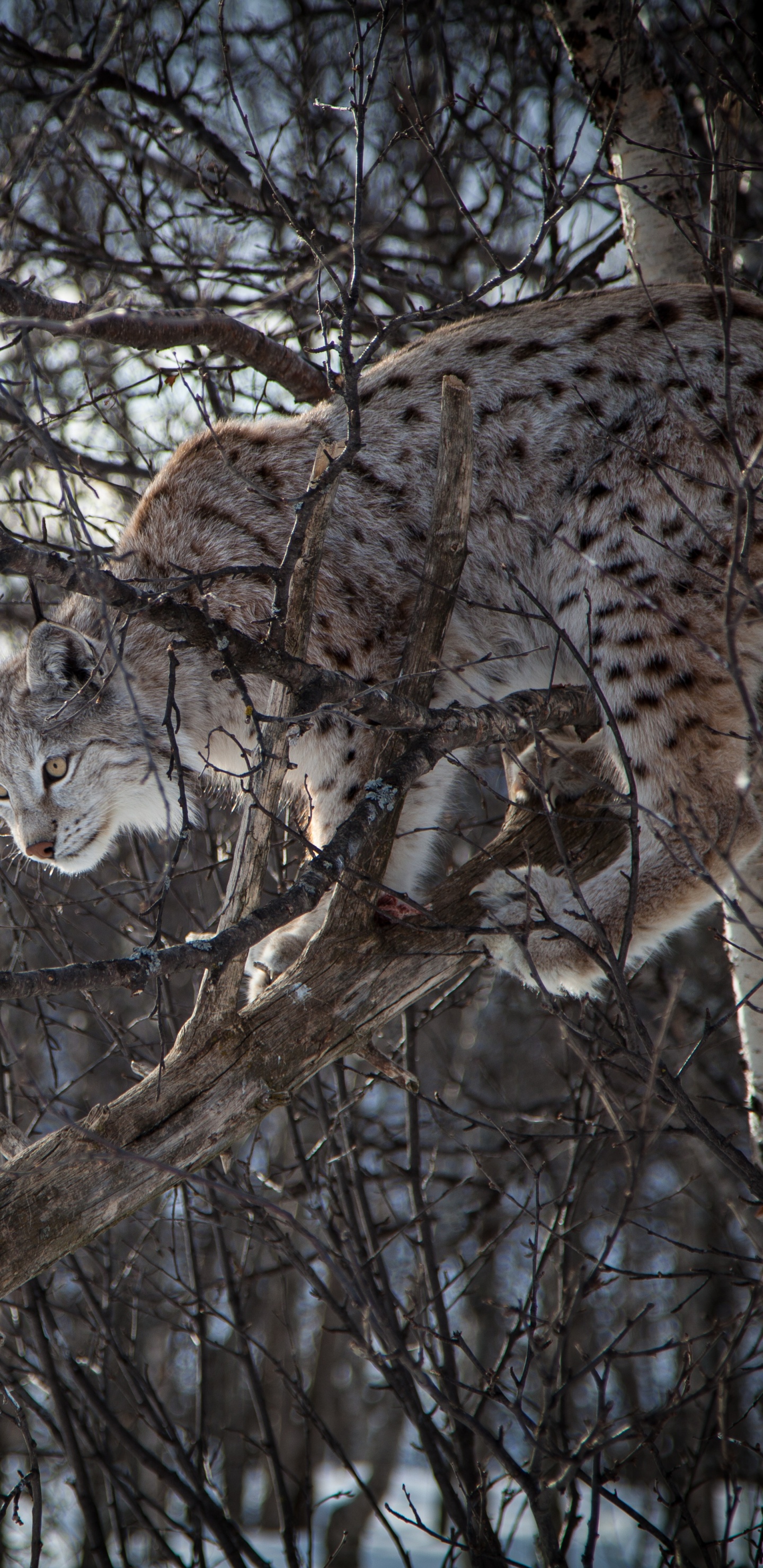 Brown and Black Leopard on Brown Tree Branch During Daytime. Wallpaper in 1440x2960 Resolution