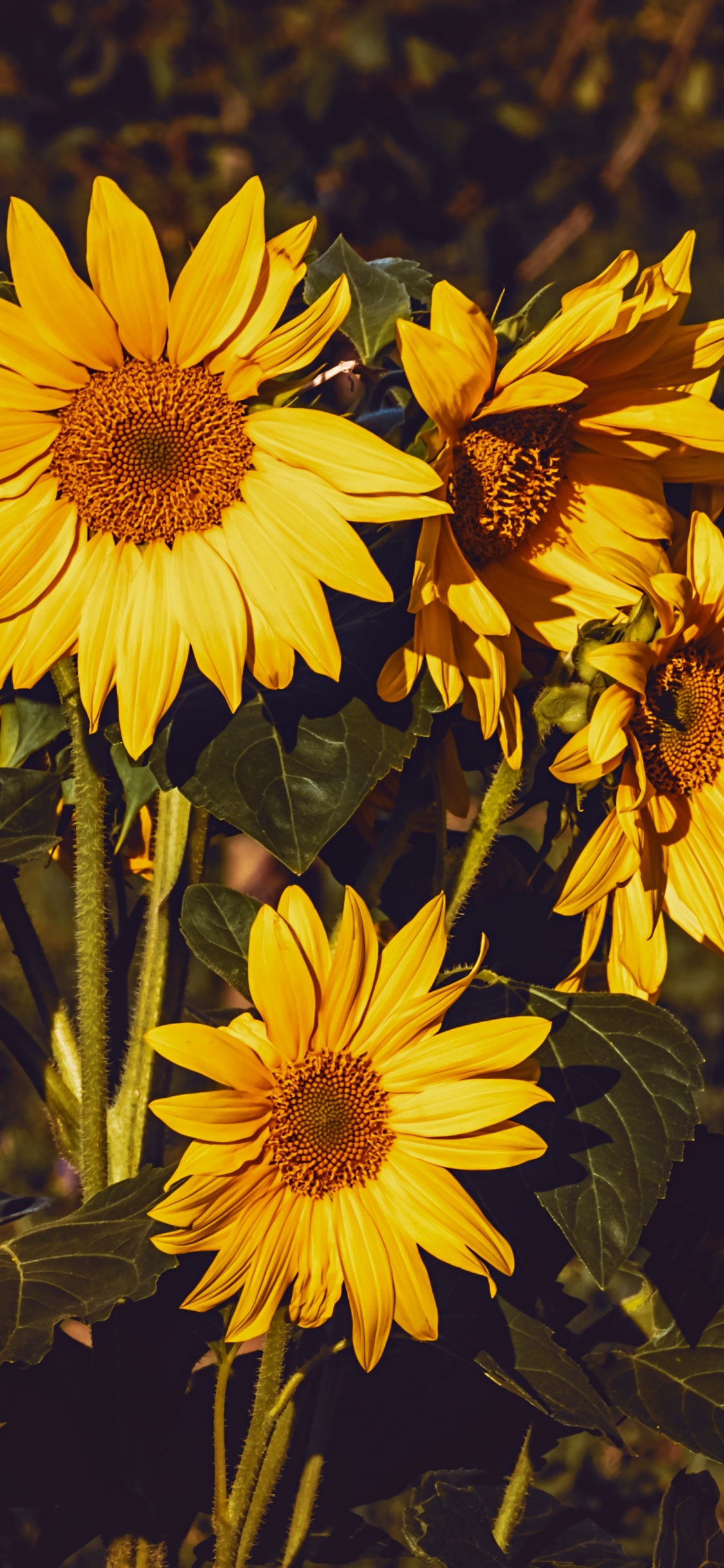 Gelbe Und Schwarze Blumen in Tilt-Shift-Linse. Wallpaper in 1125x2436 Resolution