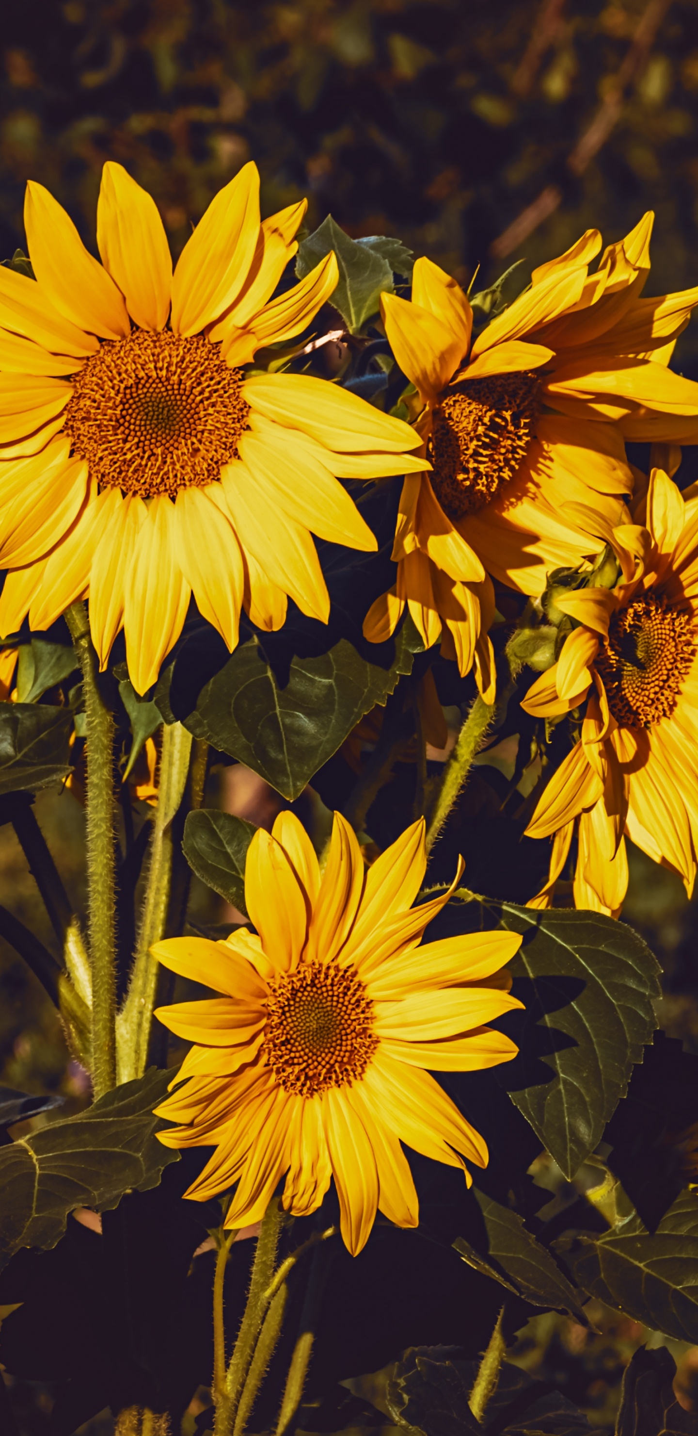 Gelbe Und Schwarze Blumen in Tilt-Shift-Linse. Wallpaper in 1440x2960 Resolution