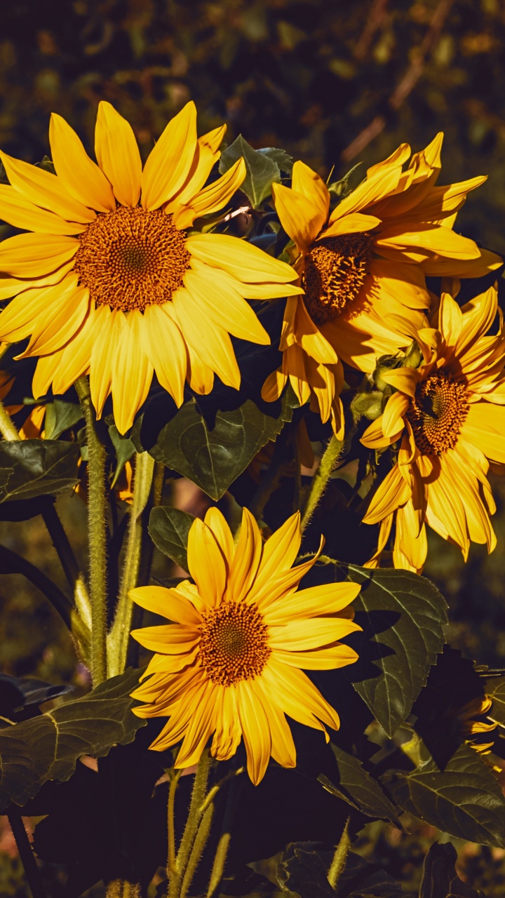 Gelbe Und Schwarze Blumen in Tilt-Shift-Linse. Wallpaper in 720x1280 Resolution