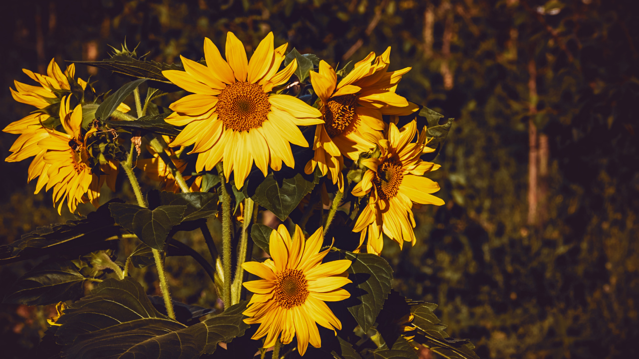 Yellow and Black Flowers in Tilt Shift Lens. Wallpaper in 1280x720 Resolution