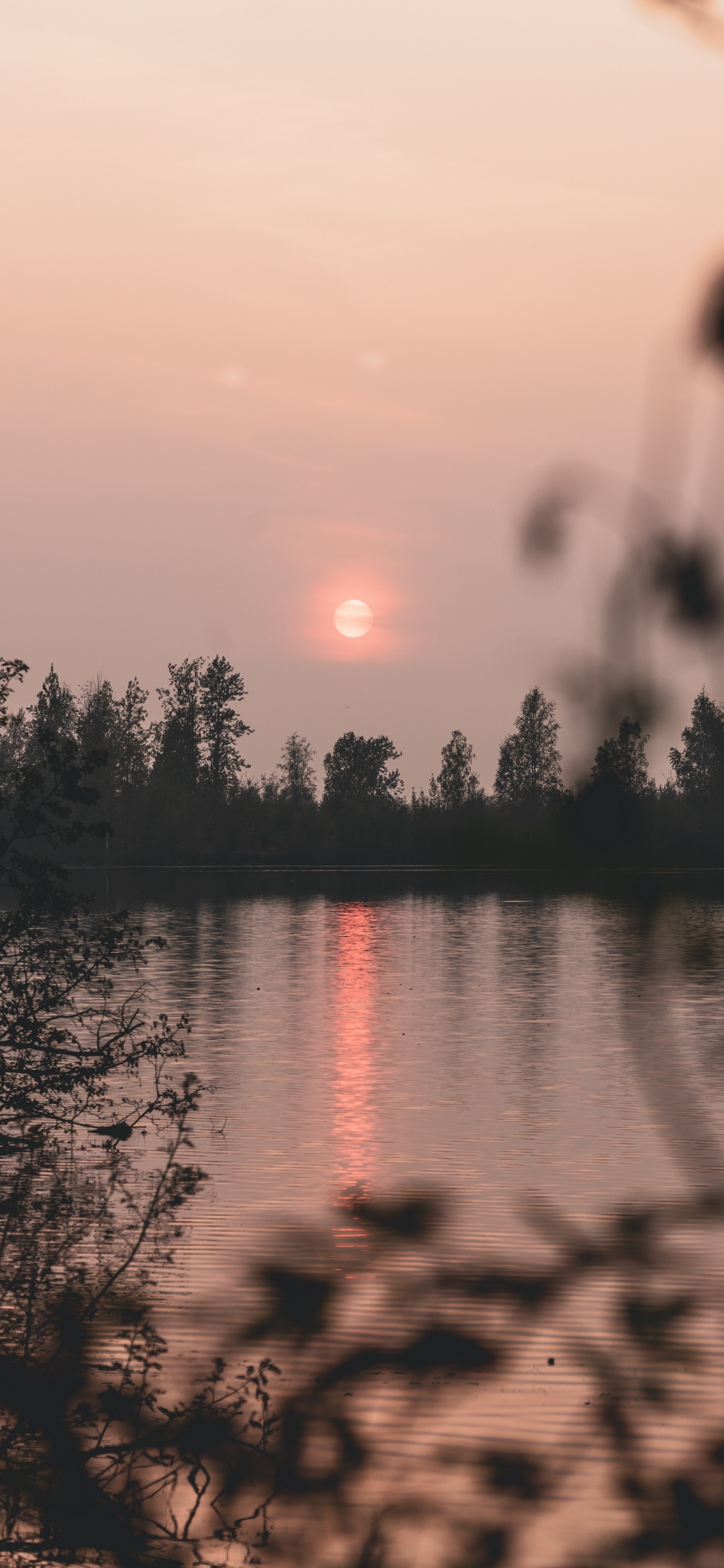 Nature, Reflection, Water, Tree, Sunrise. Wallpaper in 1242x2688 Resolution