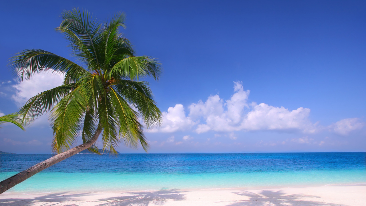 Green Palm Tree on White Sand Beach During Daytime. Wallpaper in 1280x720 Resolution