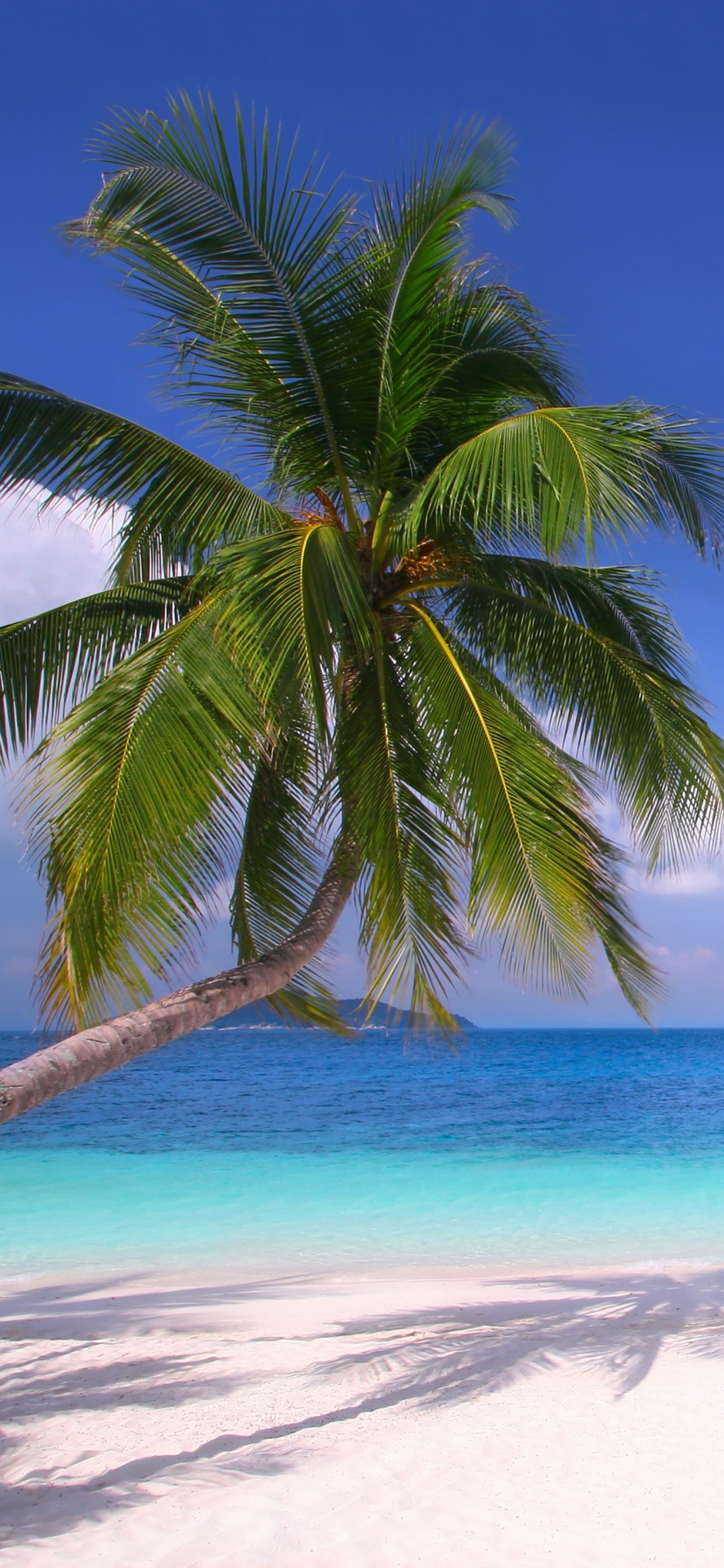 Palmera Verde en la Playa de Arena Blanca Durante el Día. Wallpaper in 1242x2688 Resolution