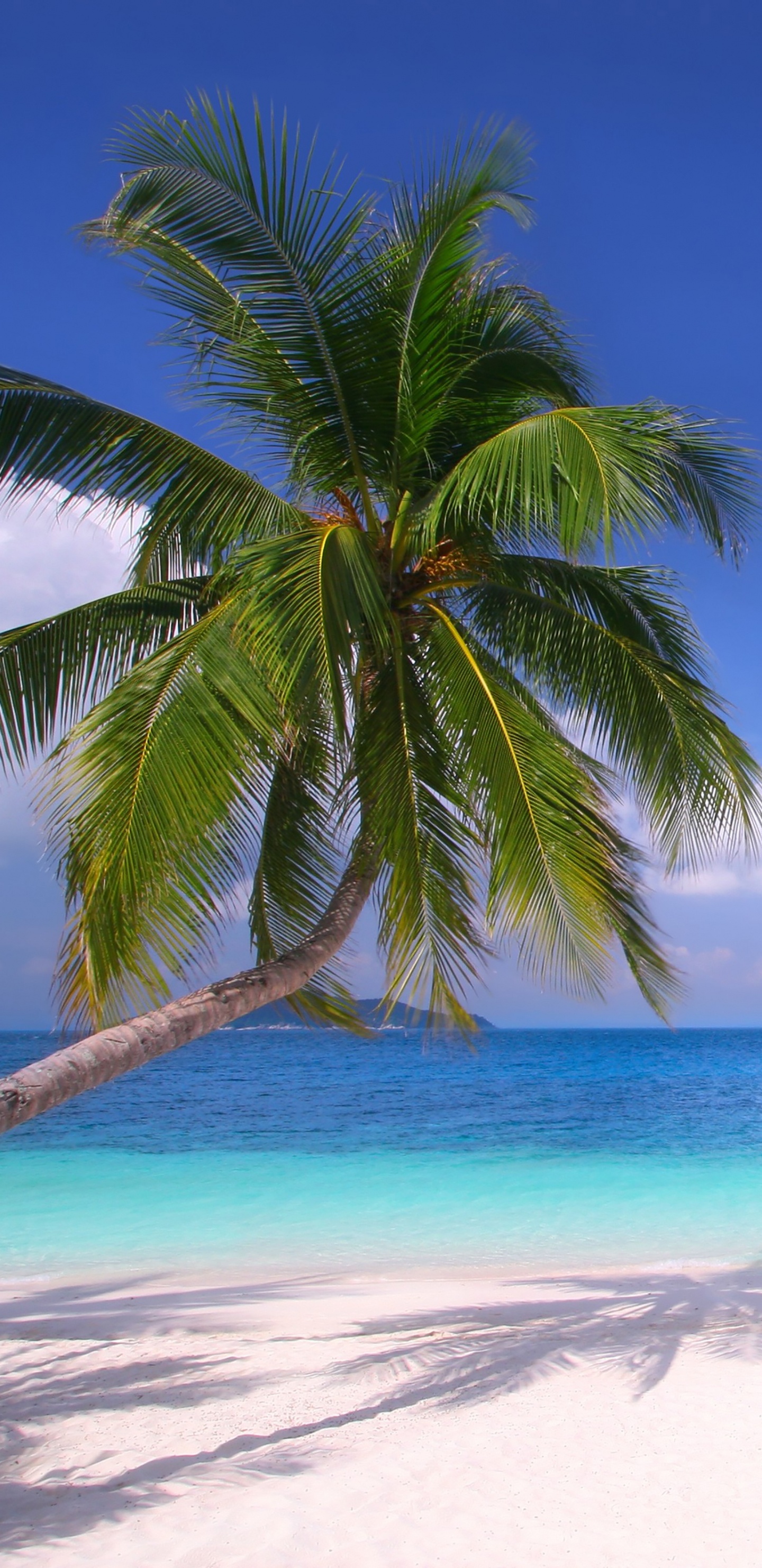 Palmera Verde en la Playa de Arena Blanca Durante el Día. Wallpaper in 1440x2960 Resolution