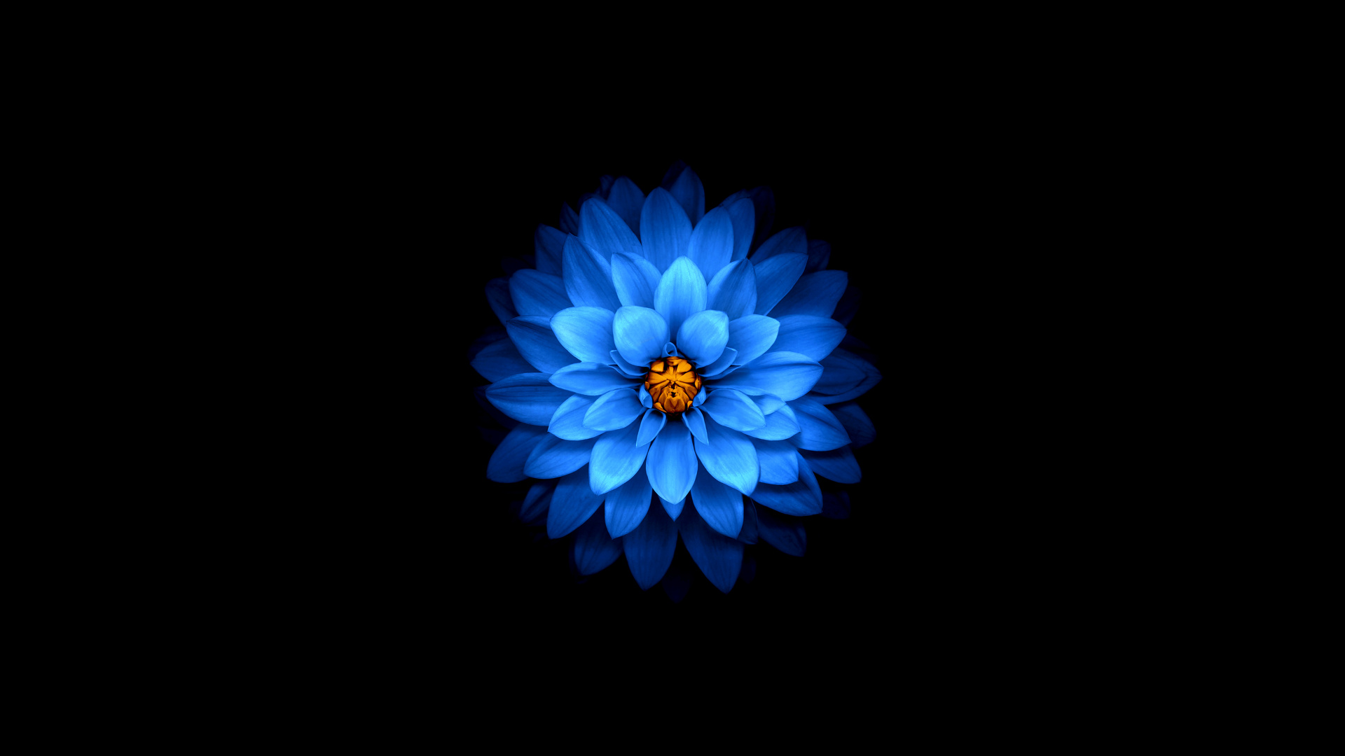 Blue Flower With Black Background. Wallpaper in 1920x1080 Resolution