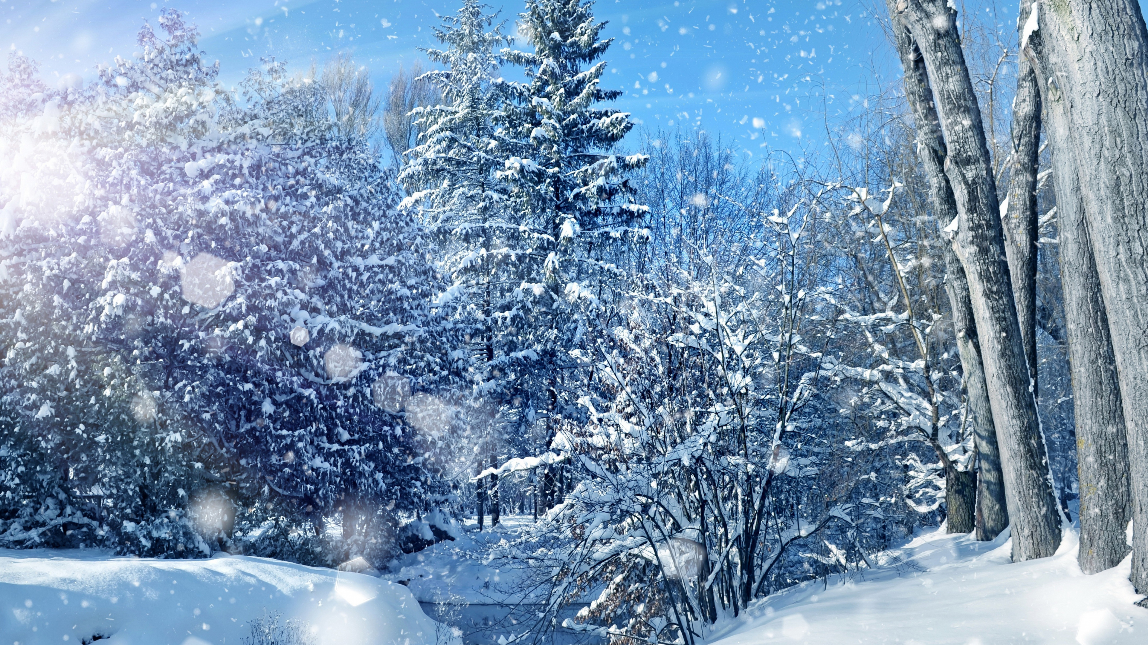 Arbres Couverts de Neige Sous Ciel Bleu Pendant la Journée. Wallpaper in 3840x2160 Resolution