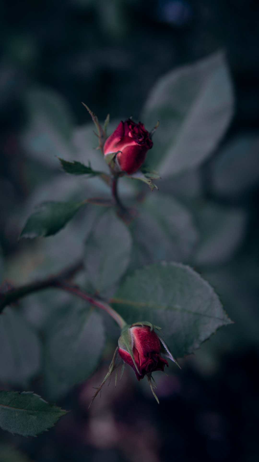 Red Rose in Bloom in Close up Photography. Wallpaper in 1080x1920 Resolution