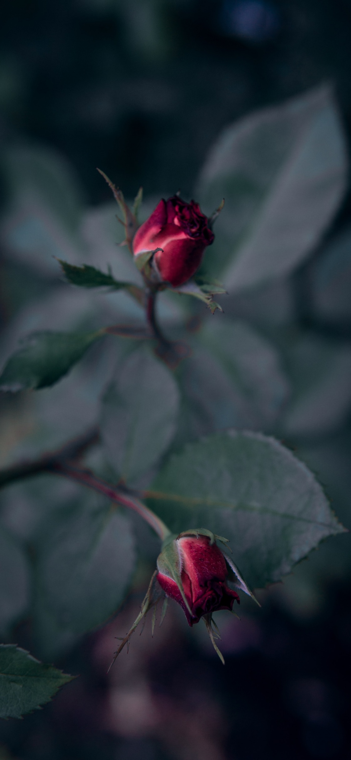 Red Rose in Bloom in Close up Photography. Wallpaper in 1125x2436 Resolution