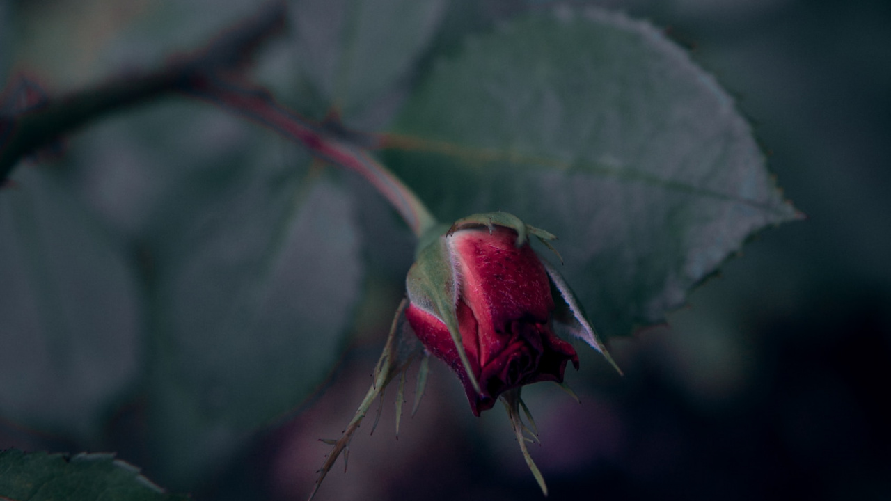 Rote Rose Blüht in Nahaufnahmen. Wallpaper in 1280x720 Resolution