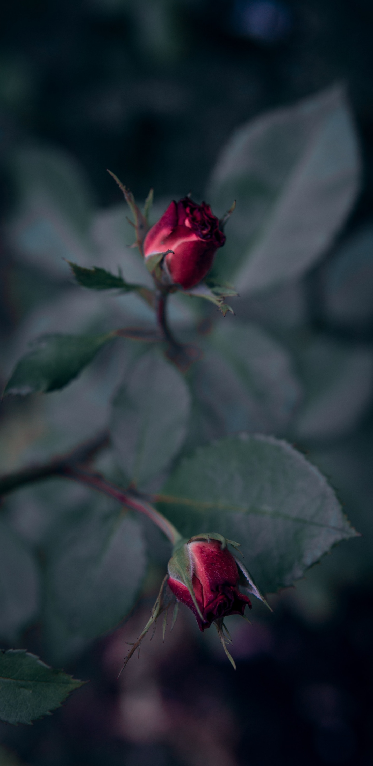Rose Rouge en Fleur en Photographie Rapprochée. Wallpaper in 1440x2960 Resolution