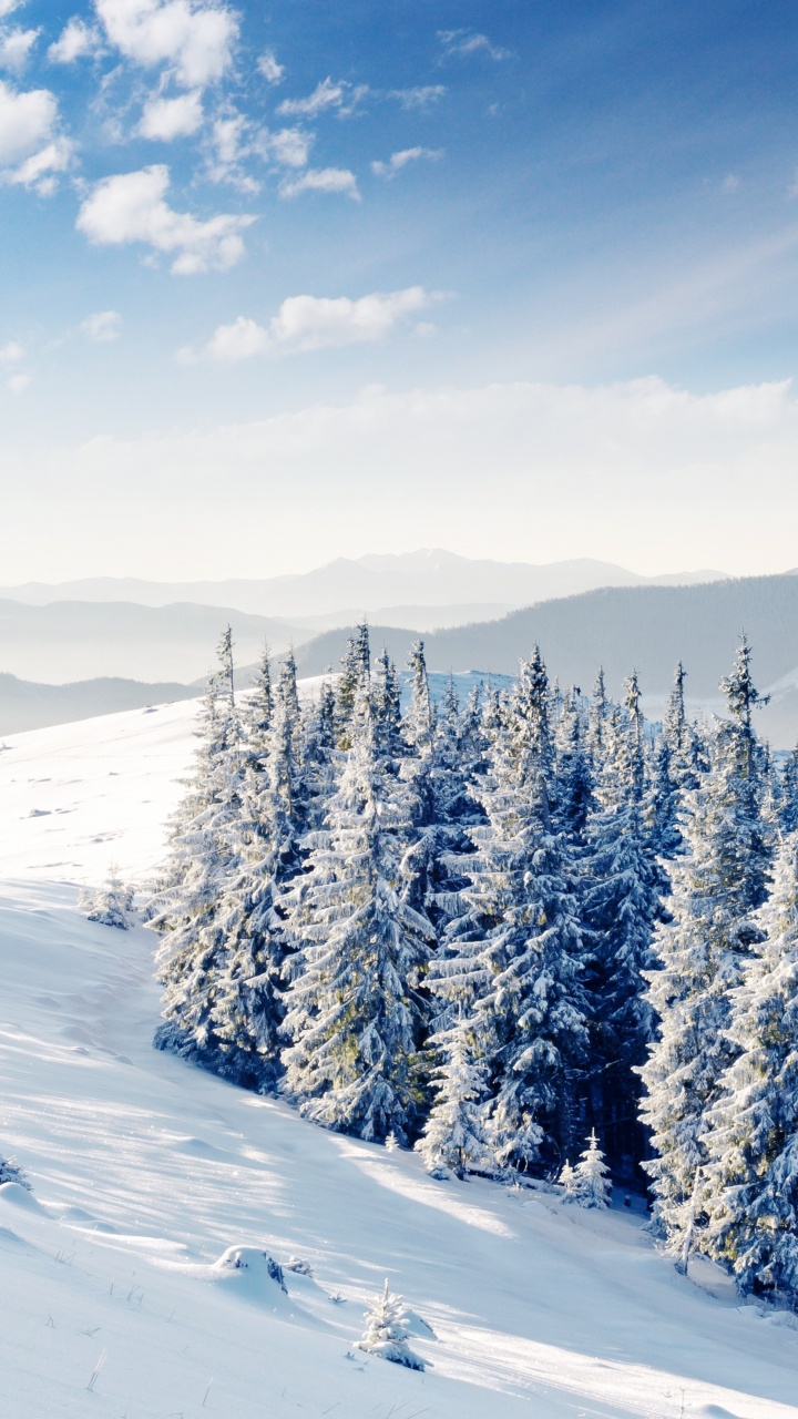 Schneebedeckte Kiefern Auf Schneebedecktem Boden Unter Blauem Himmel Tagsüber. Wallpaper in 720x1280 Resolution