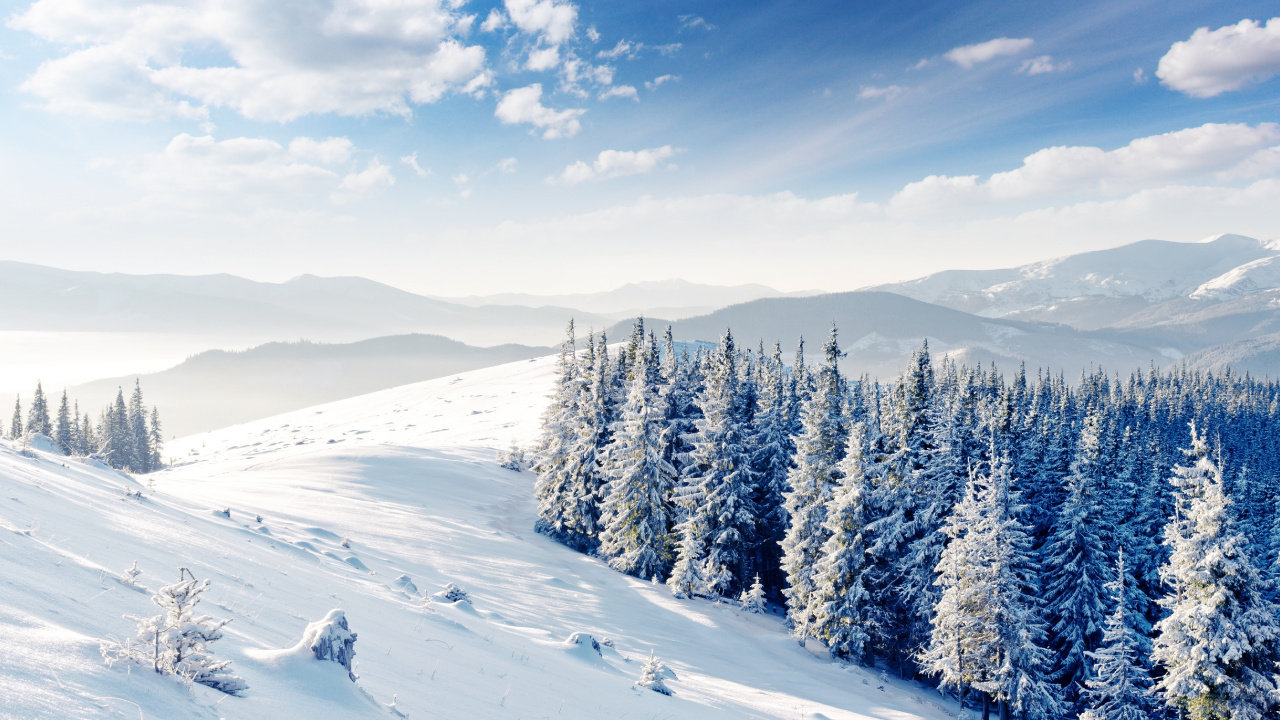 Snow Covered Pine Trees on Snow Covered Ground Under Blue Sky During Daytime. Wallpaper in 1280x720 Resolution
