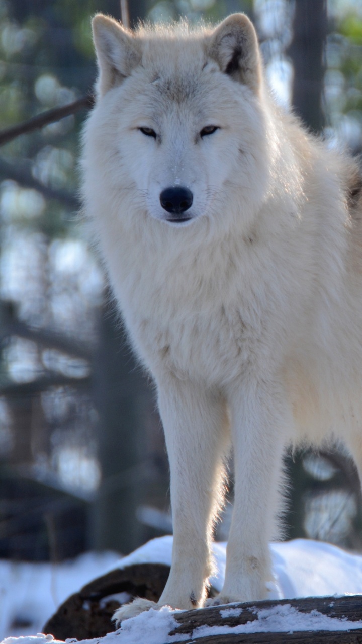 Loup Arctique, Great Dane, Loup D'Hokkaido, le Renard Arctique, de L'arctique. Wallpaper in 720x1280 Resolution