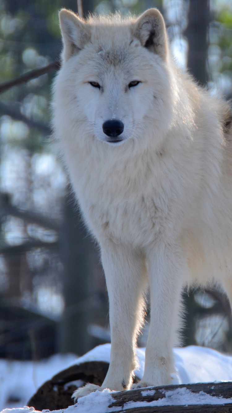 Loup Arctique, Great Dane, Loup D'Hokkaido, le Renard Arctique, de L'arctique. Wallpaper in 750x1334 Resolution