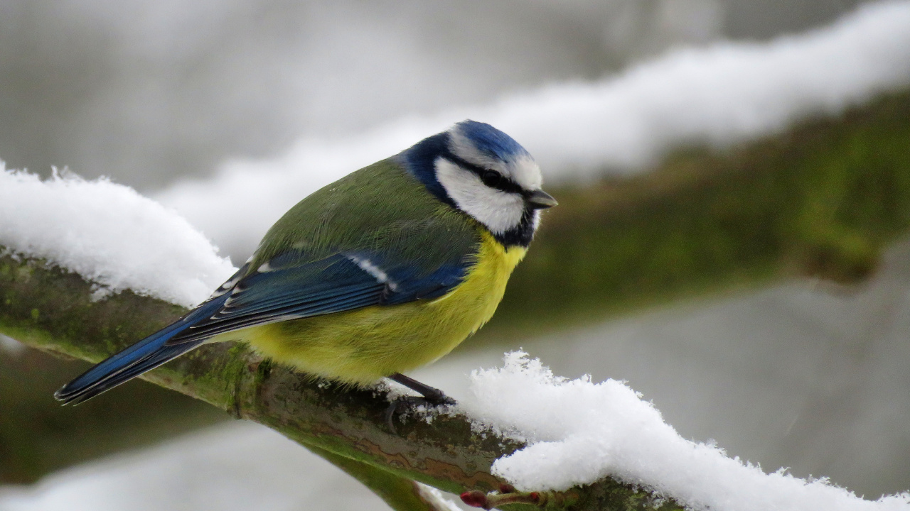 Pájaro Amarillo Blanco y Azul en la Rama de un Árbol. Wallpaper in 1280x720 Resolution