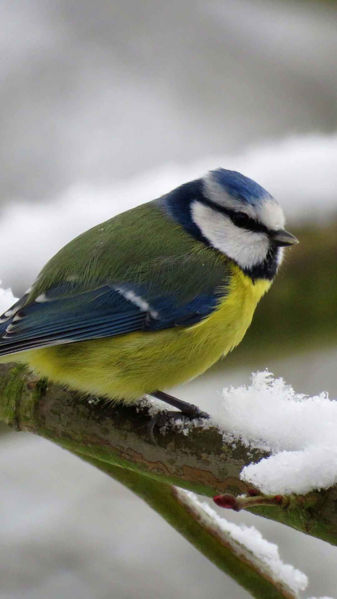 Oiseau Jaune Blanc et Bleu Sur Une Branche D'arbre. Wallpaper in 1080x1920 Resolution
