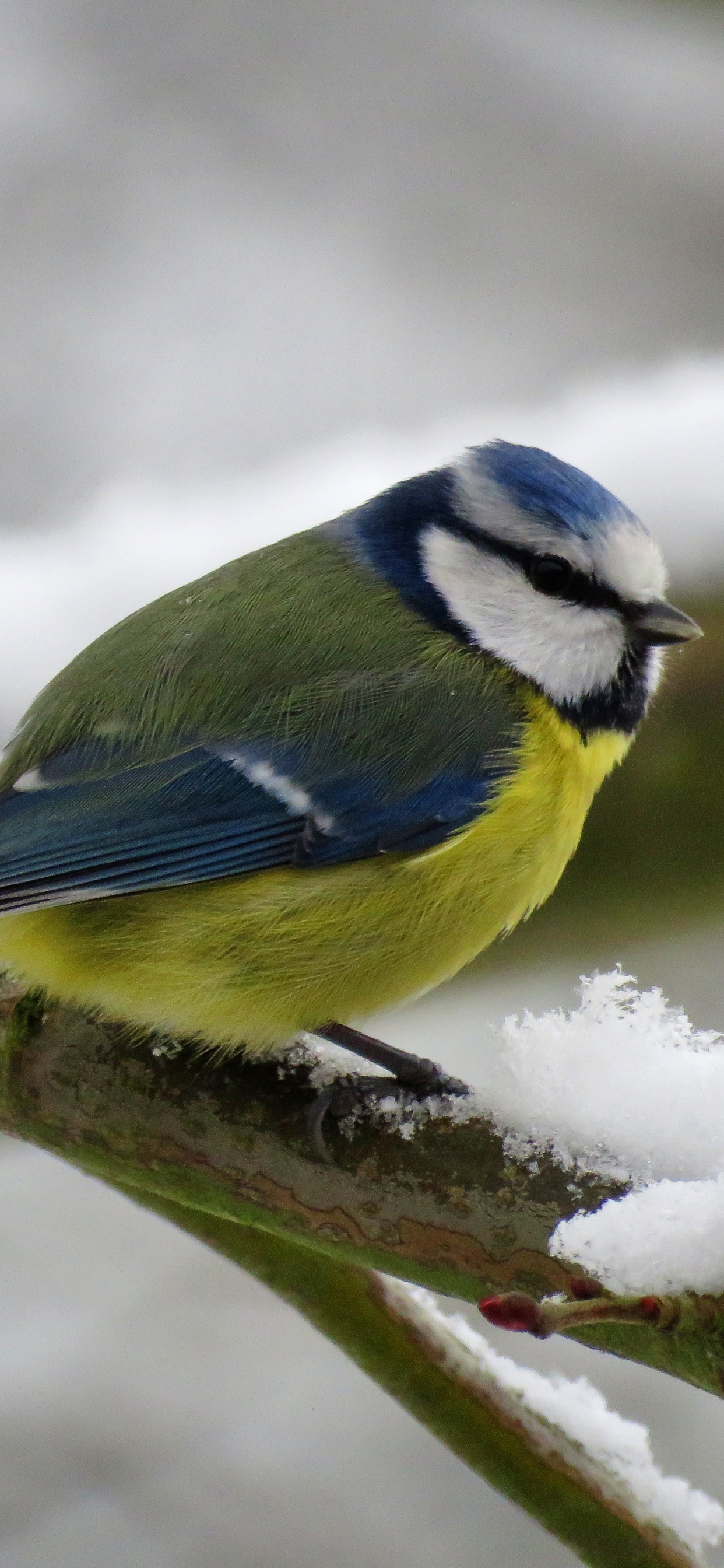 Oiseau Jaune Blanc et Bleu Sur Une Branche D'arbre. Wallpaper in 1242x2688 Resolution