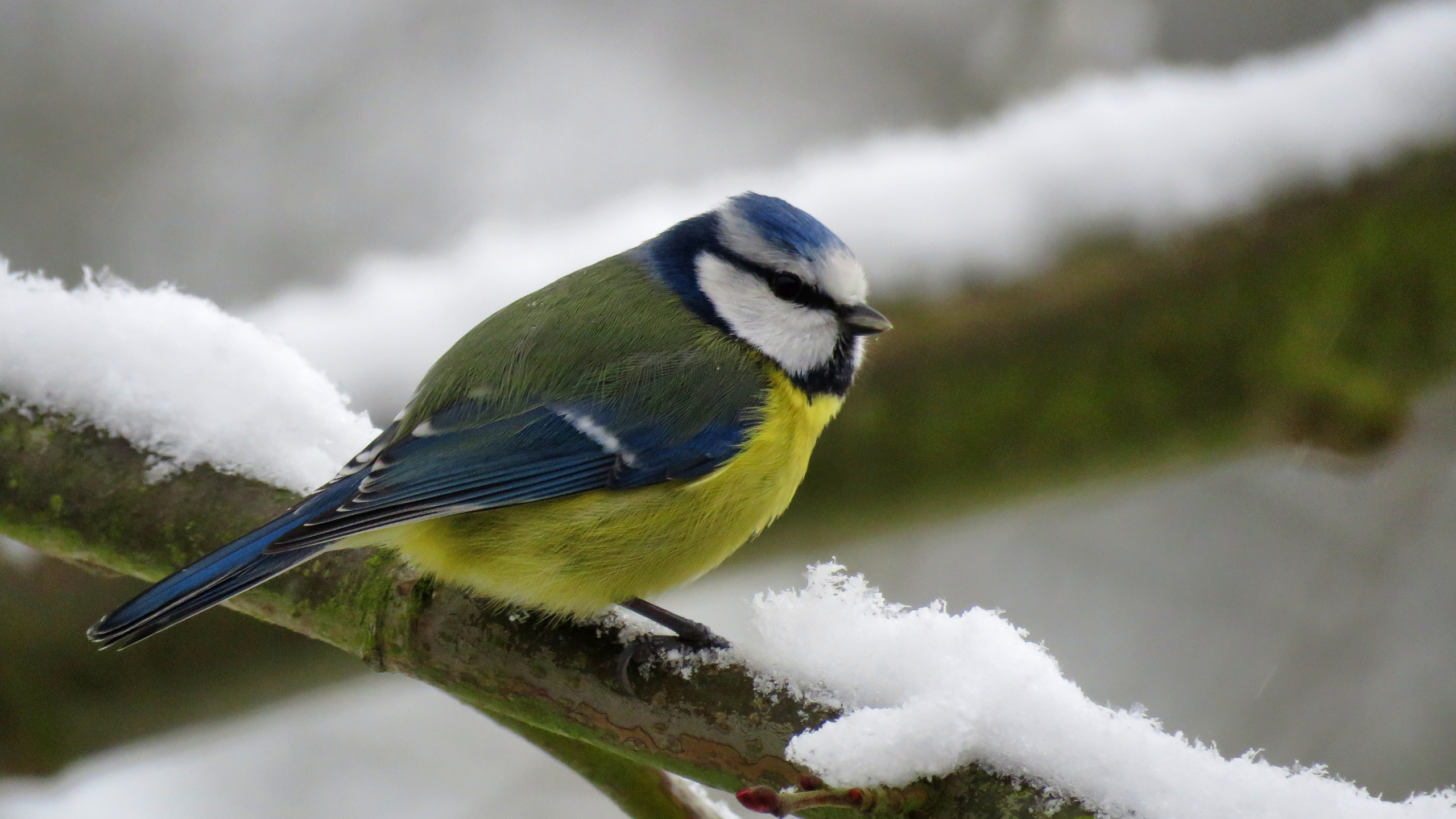 Oiseau Jaune Blanc et Bleu Sur Une Branche D'arbre. Wallpaper in 2560x1440 Resolution