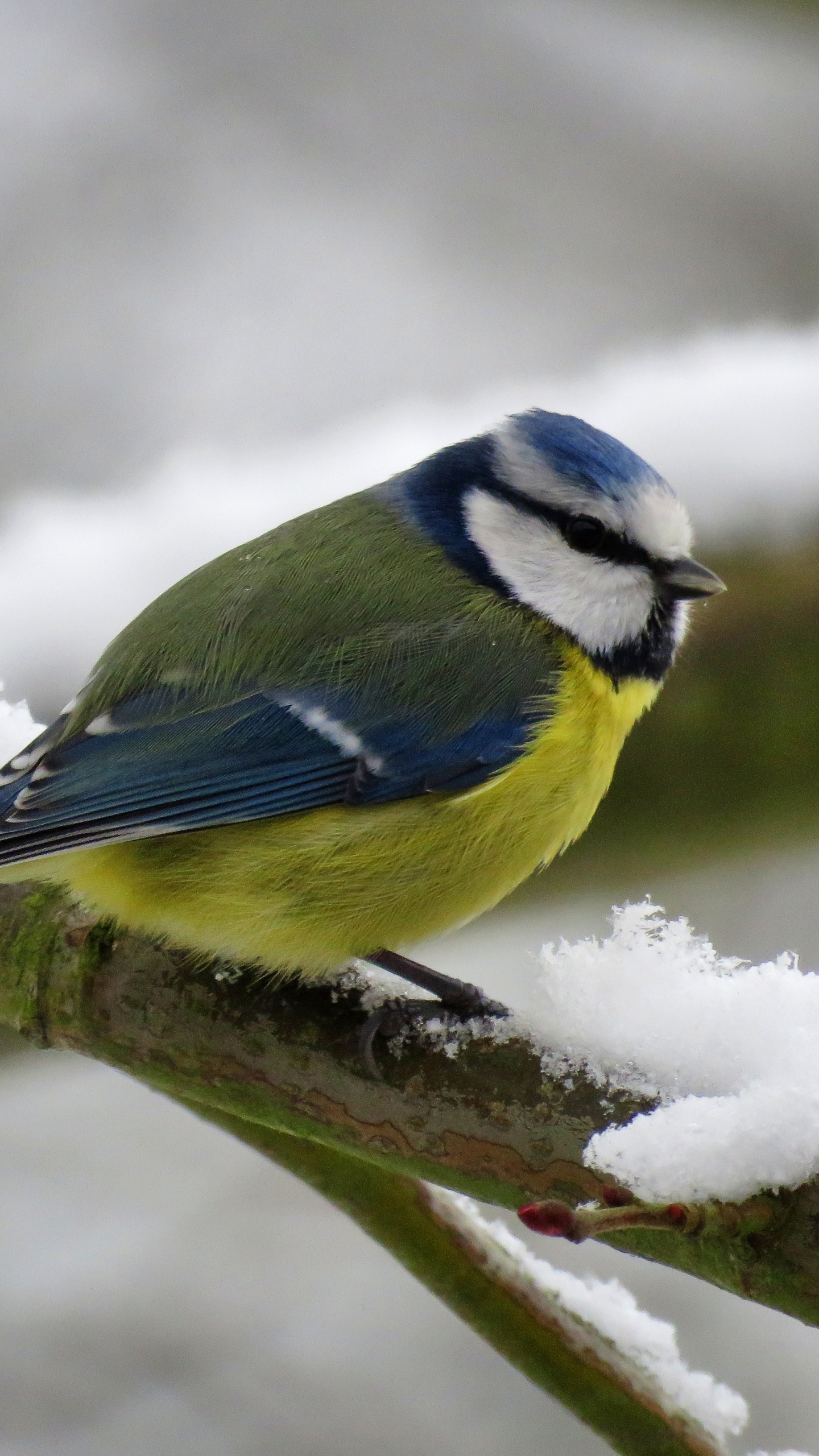 Gelber Weißer Und Blauer Vogel Auf Ast. Wallpaper in 1440x2560 Resolution