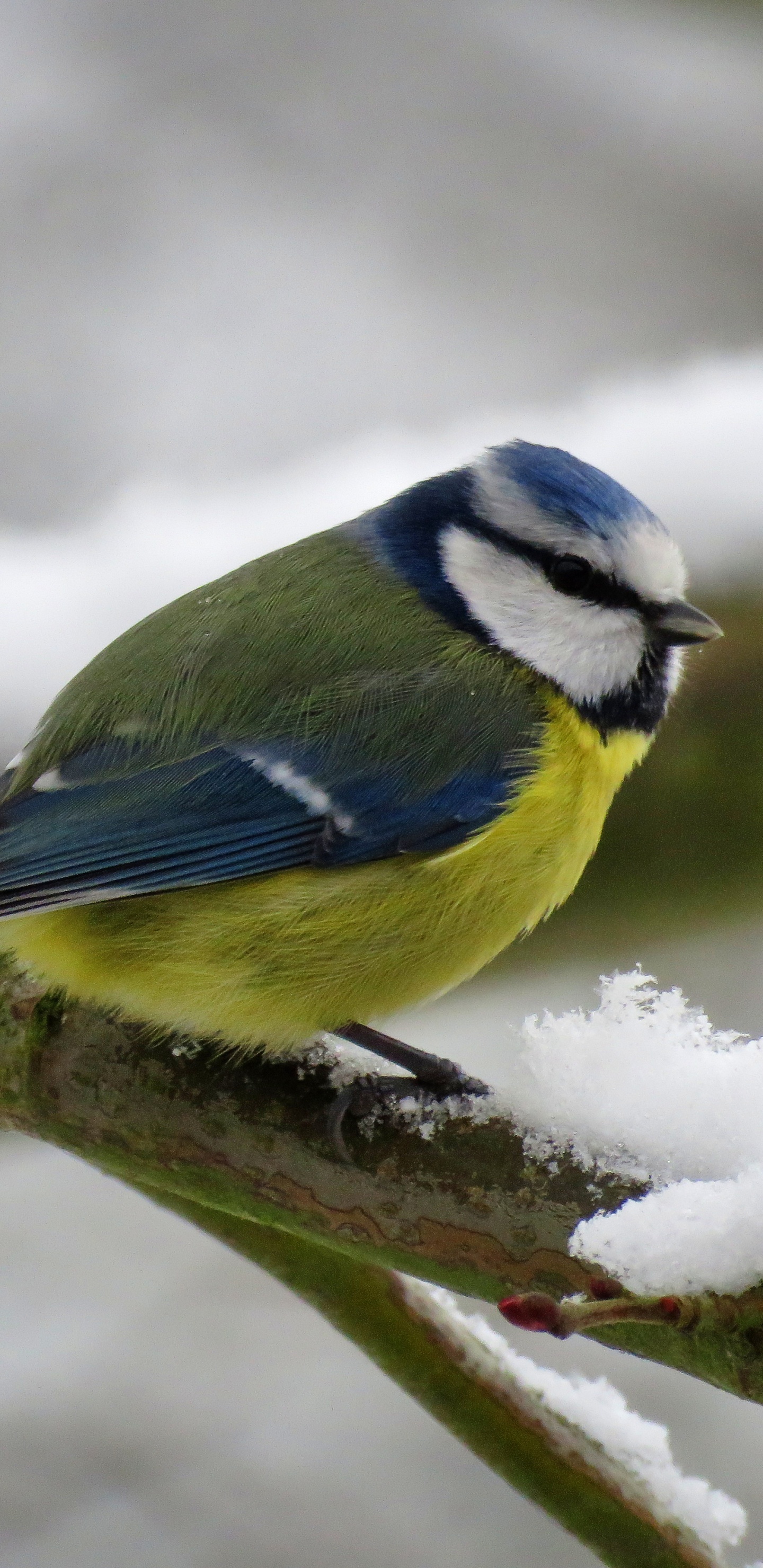 Gelber Weißer Und Blauer Vogel Auf Ast. Wallpaper in 1440x2960 Resolution