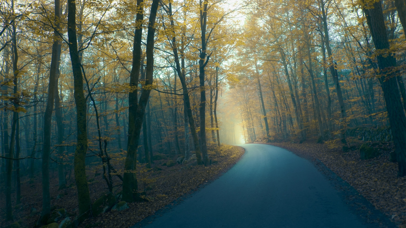 Route Grise Entre Les Arbres Bruns Pendant la Journée. Wallpaper in 1366x768 Resolution