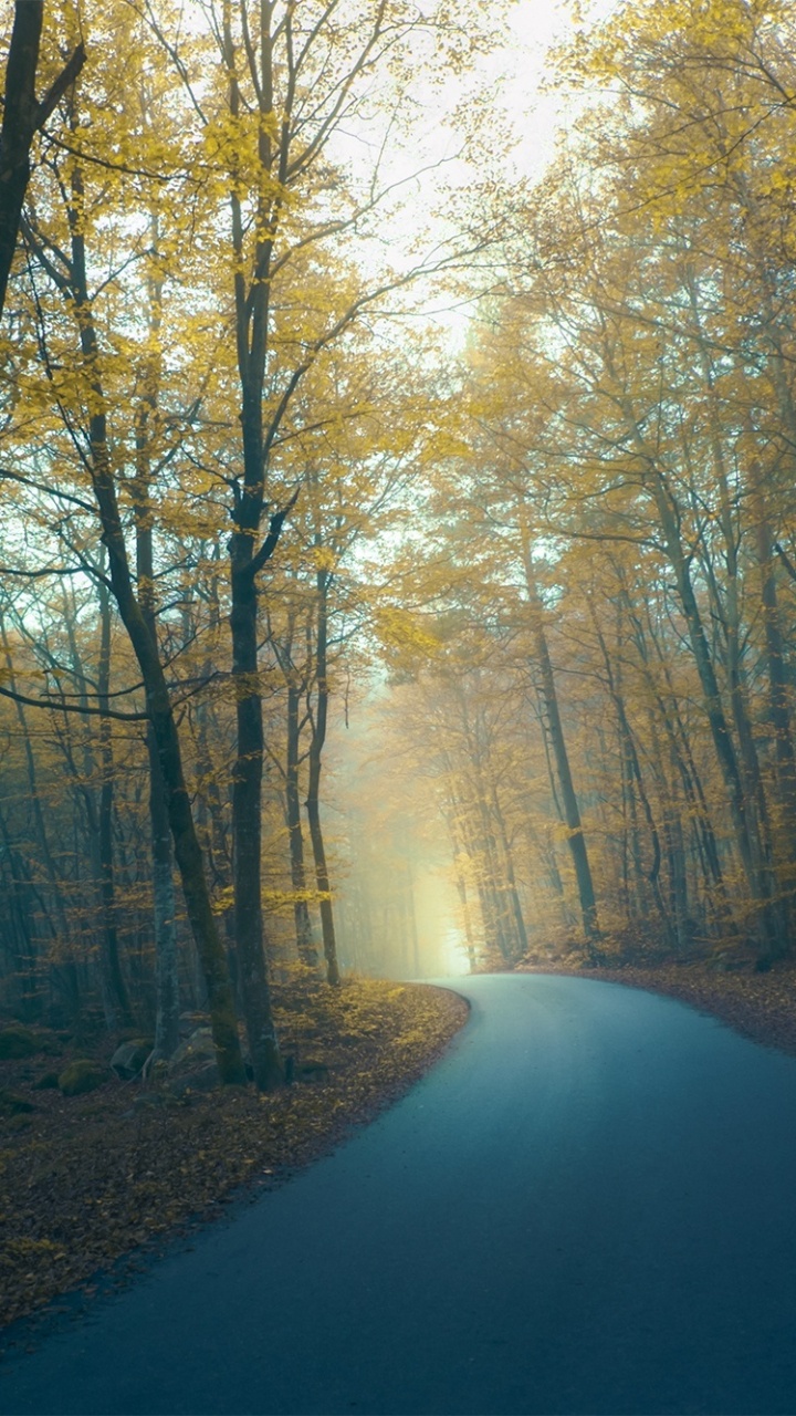 Route Grise Entre Les Arbres Bruns Pendant la Journée. Wallpaper in 720x1280 Resolution