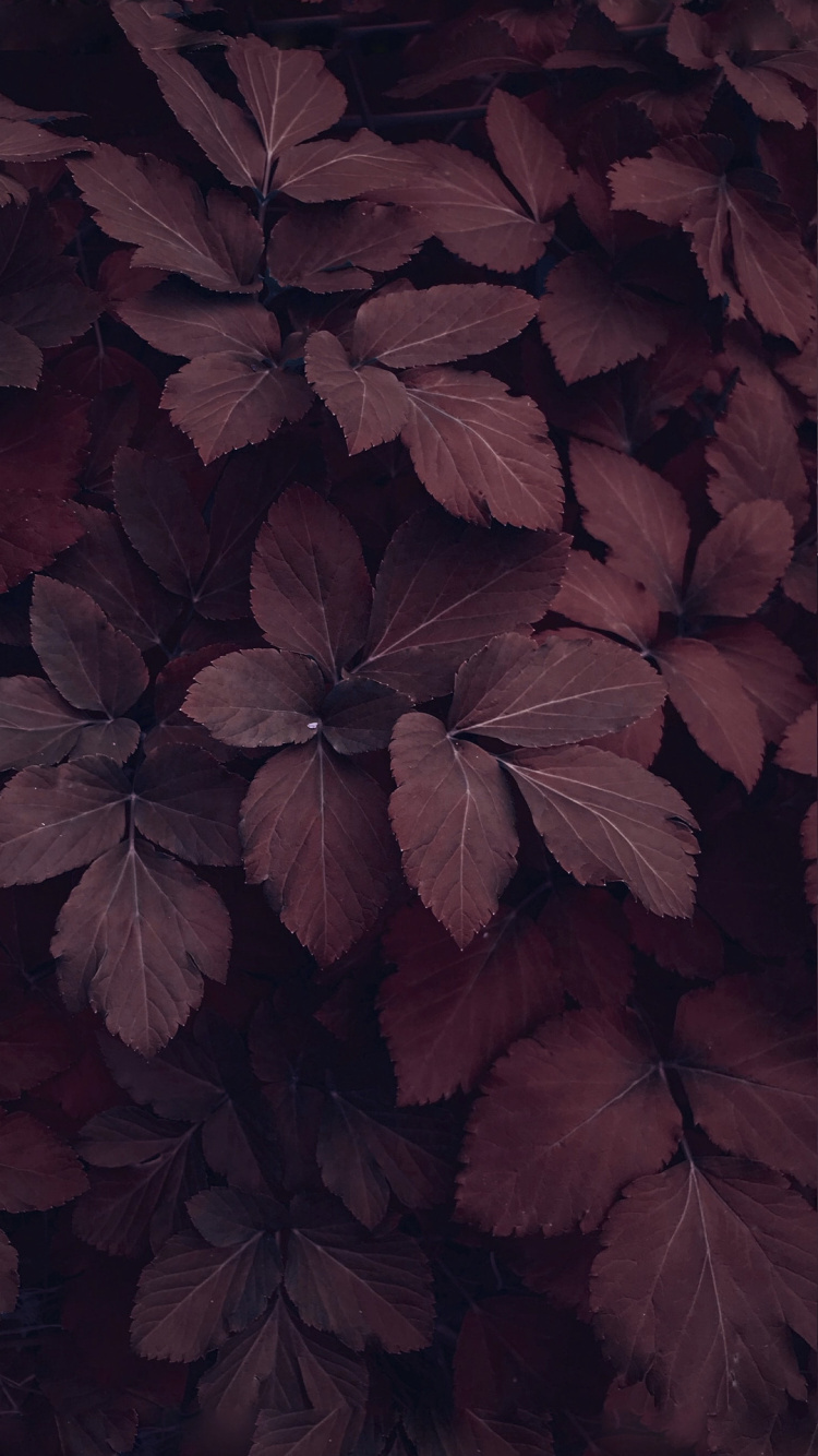 Maroon, Burgund, Ästhetik, Blütenblatt, Baum. Wallpaper in 750x1334 Resolution