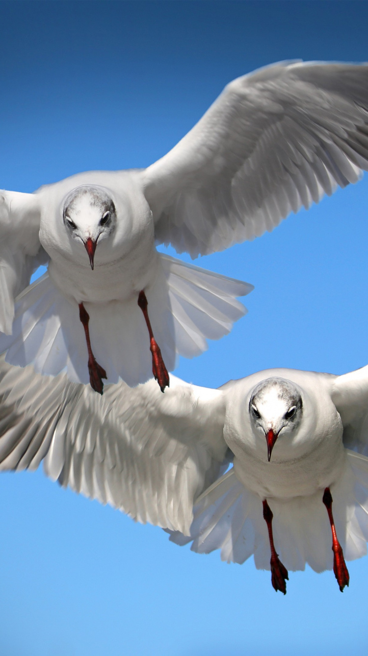 Oiseau Blanc Volant Sous le Ciel Bleu Pendant la Journée. Wallpaper in 750x1334 Resolution