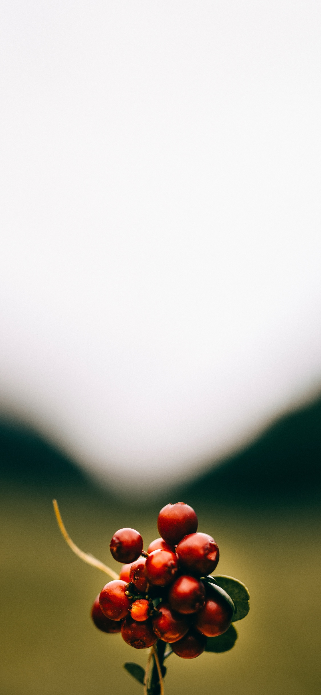 Red Round Fruits on Green Grass Field During Daytime. Wallpaper in 1125x2436 Resolution