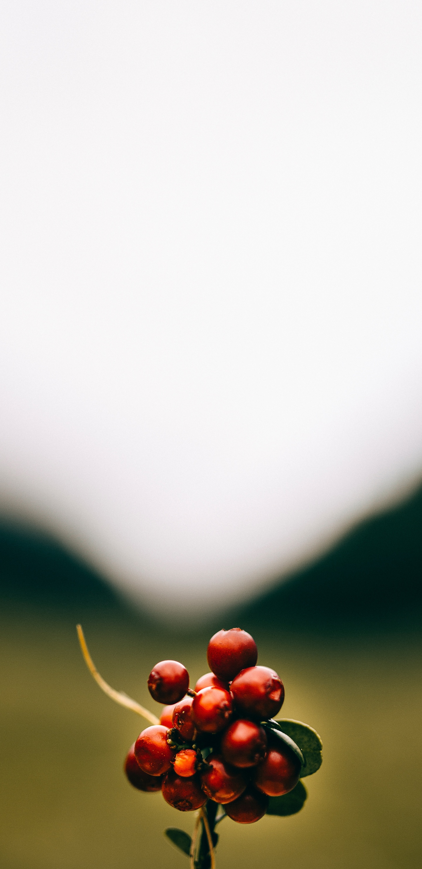 Red Round Fruits on Green Grass Field During Daytime. Wallpaper in 1440x2960 Resolution