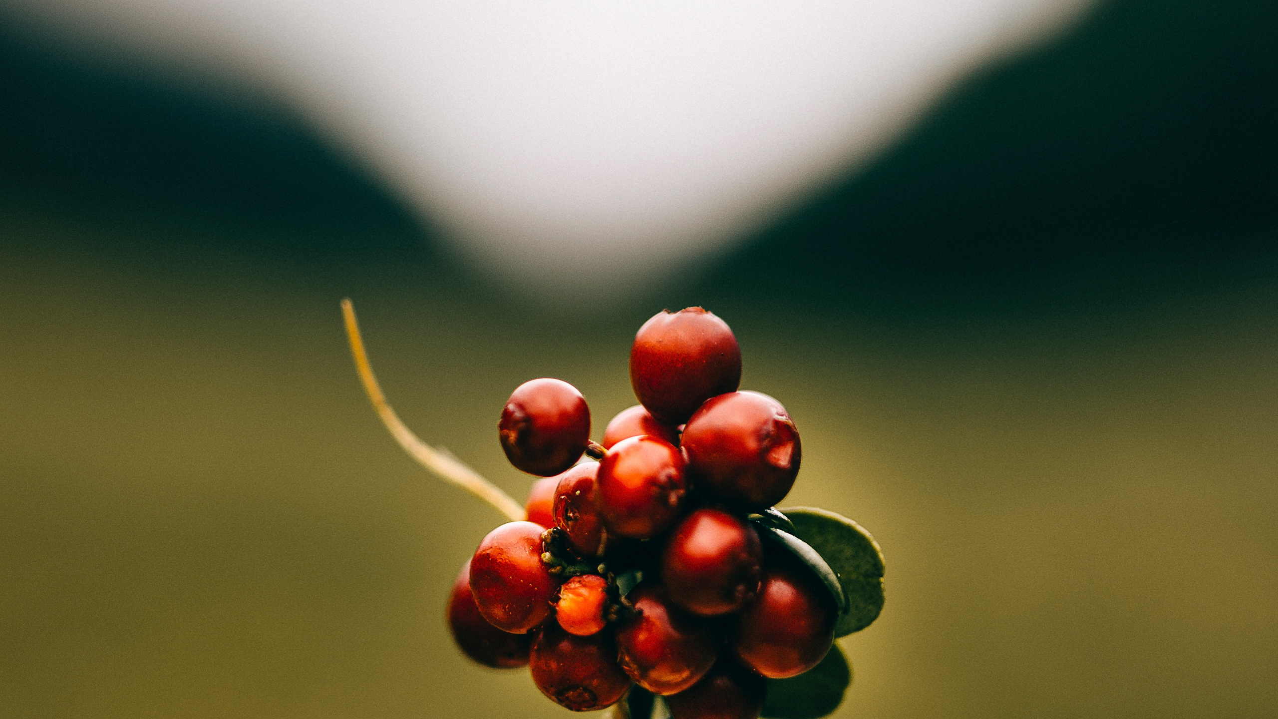 Red Round Fruits on Green Grass Field During Daytime. Wallpaper in 2560x1440 Resolution