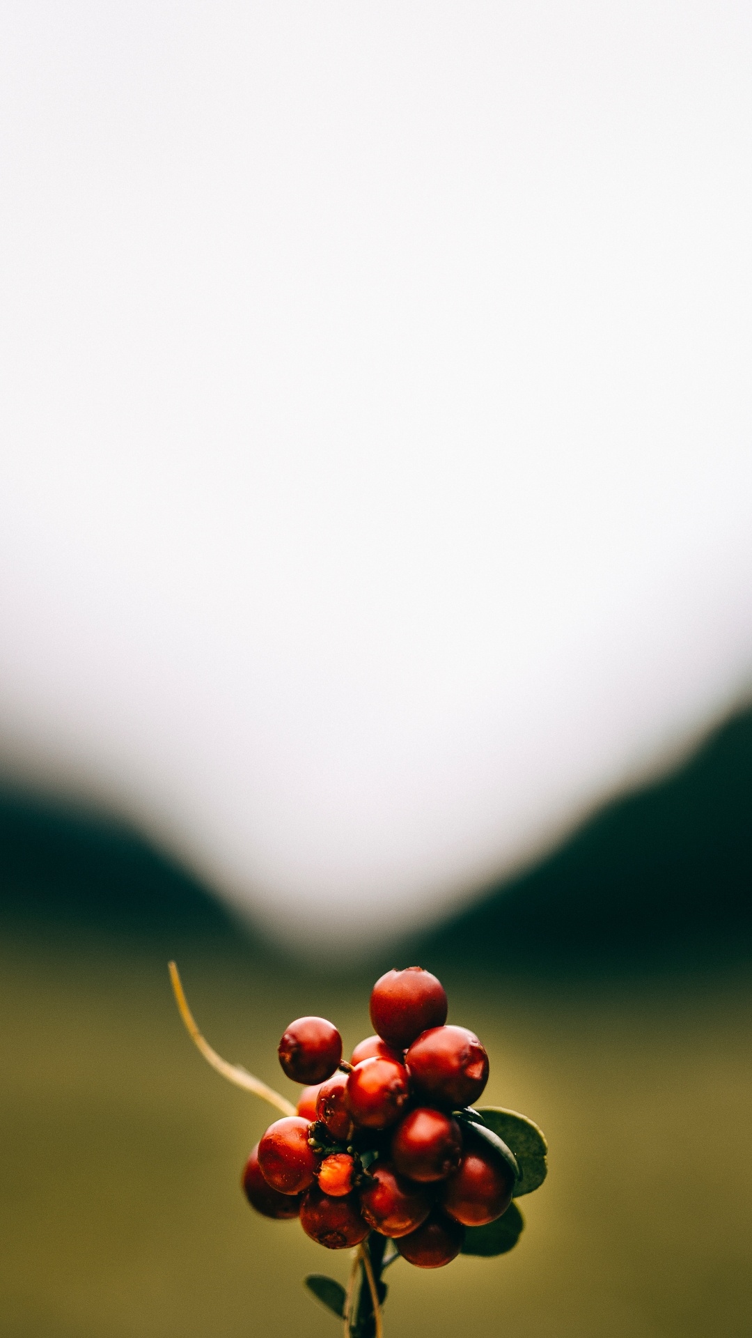 Fruits Ronds Rouges Sur le Terrain D'herbe Verte Pendant la Journée. Wallpaper in 1080x1920 Resolution