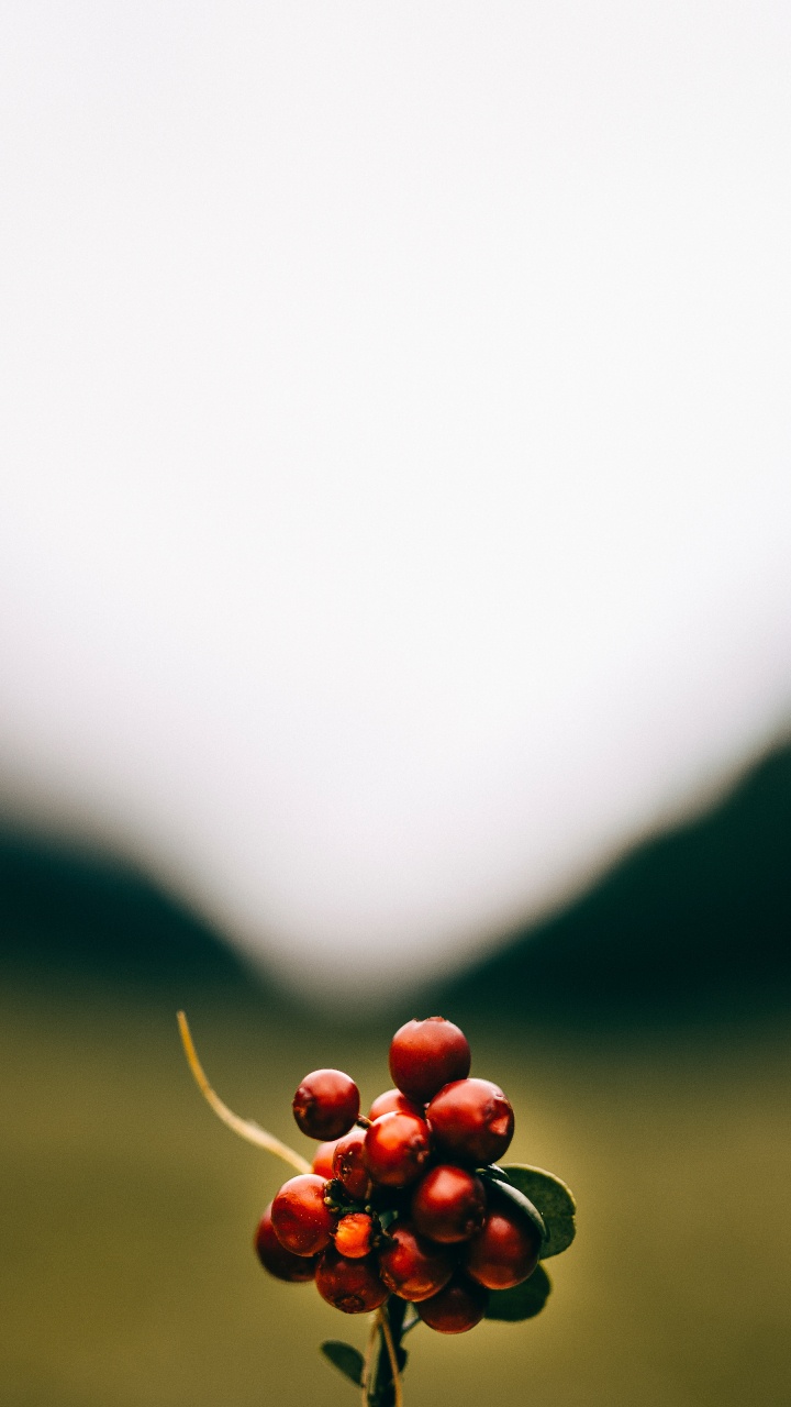 Fruits Ronds Rouges Sur le Terrain D'herbe Verte Pendant la Journée. Wallpaper in 720x1280 Resolution