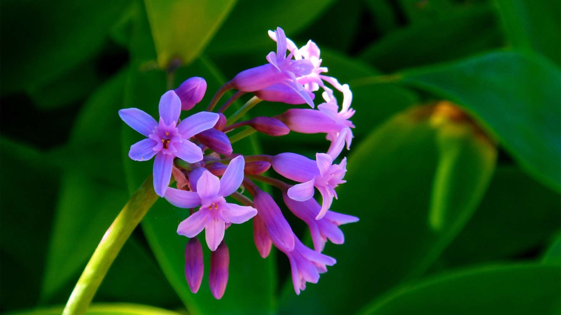 Pink Flower in Macro Shot. Wallpaper in 1920x1080 Resolution