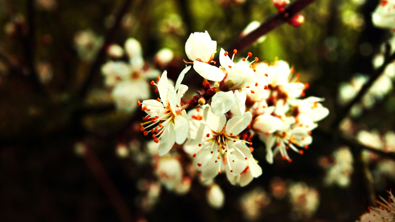 White Flowers in Tilt Shift Lens. Wallpaper in 1280x720 Resolution